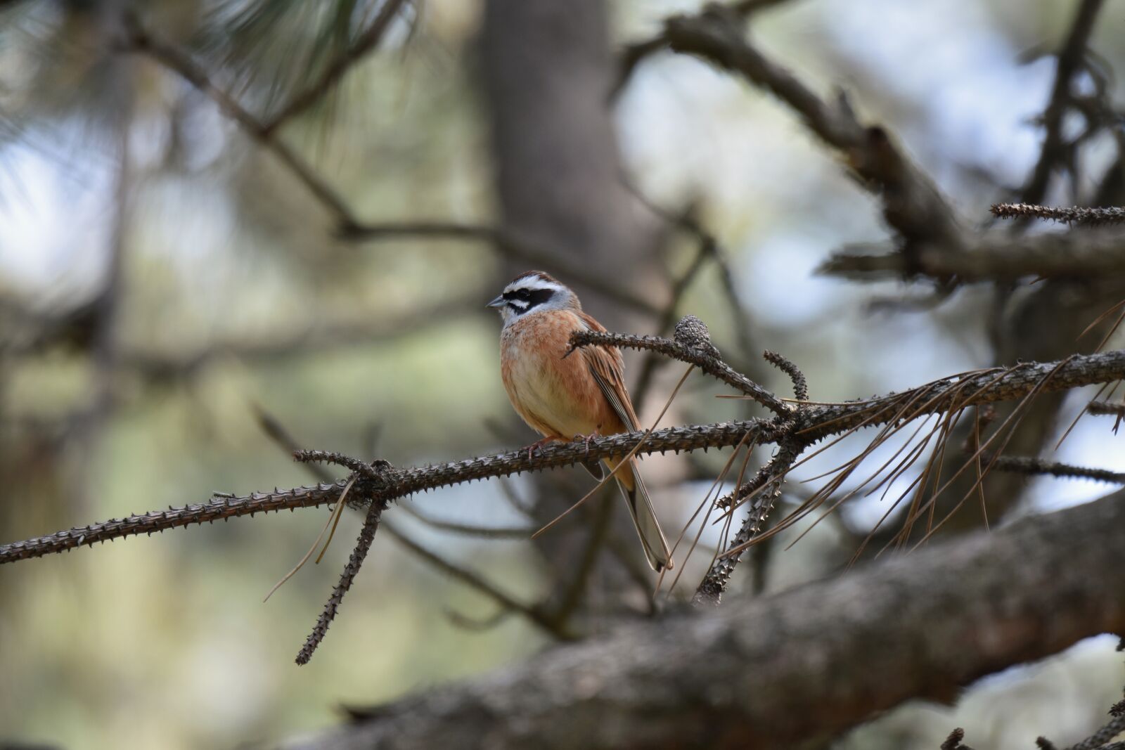 Nikon D7200 sample photo. Animal, forest, wood photography