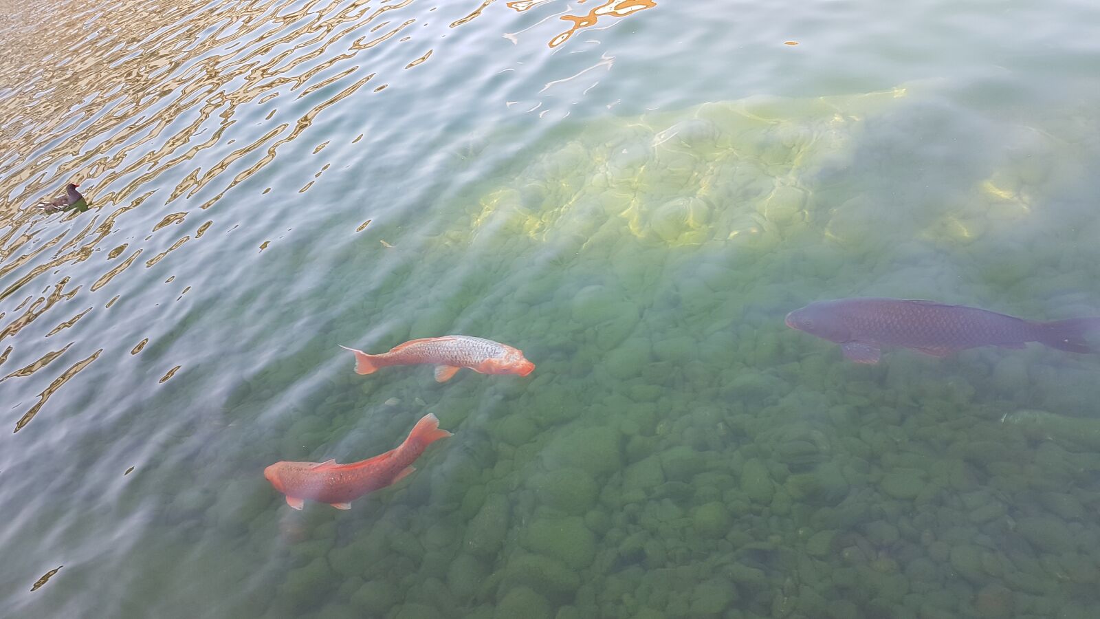 Samsung Galaxy S7 sample photo. Lake, fish, pond photography