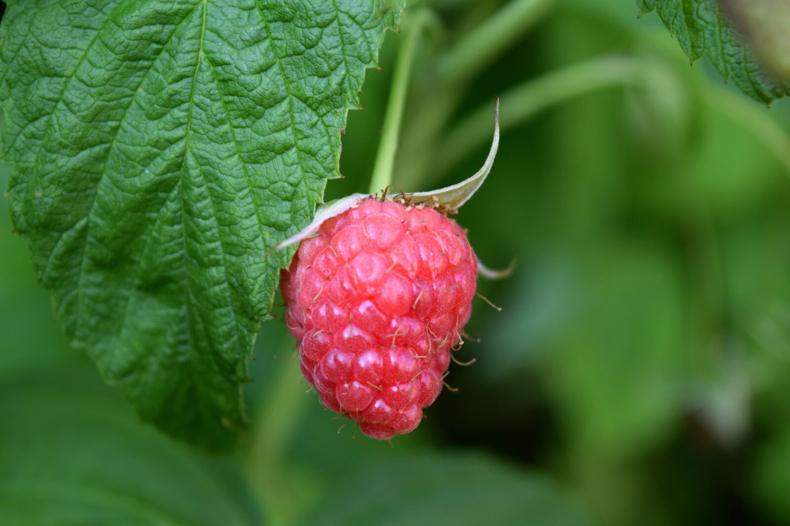 Nikon D3300 sample photo. Raspberry, red, nature photography