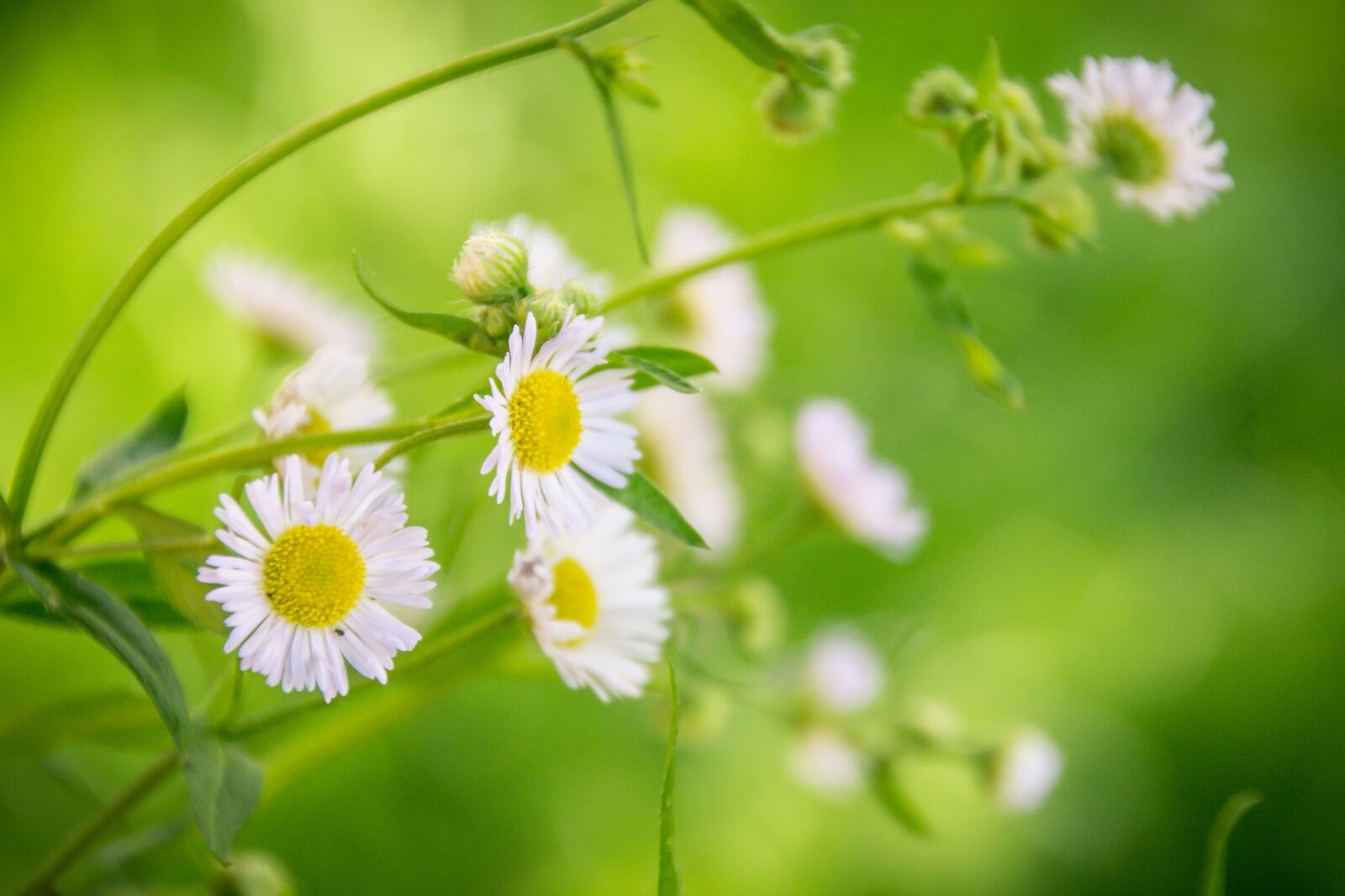 Nikon D3100 sample photo. Plant, flower, macro photography