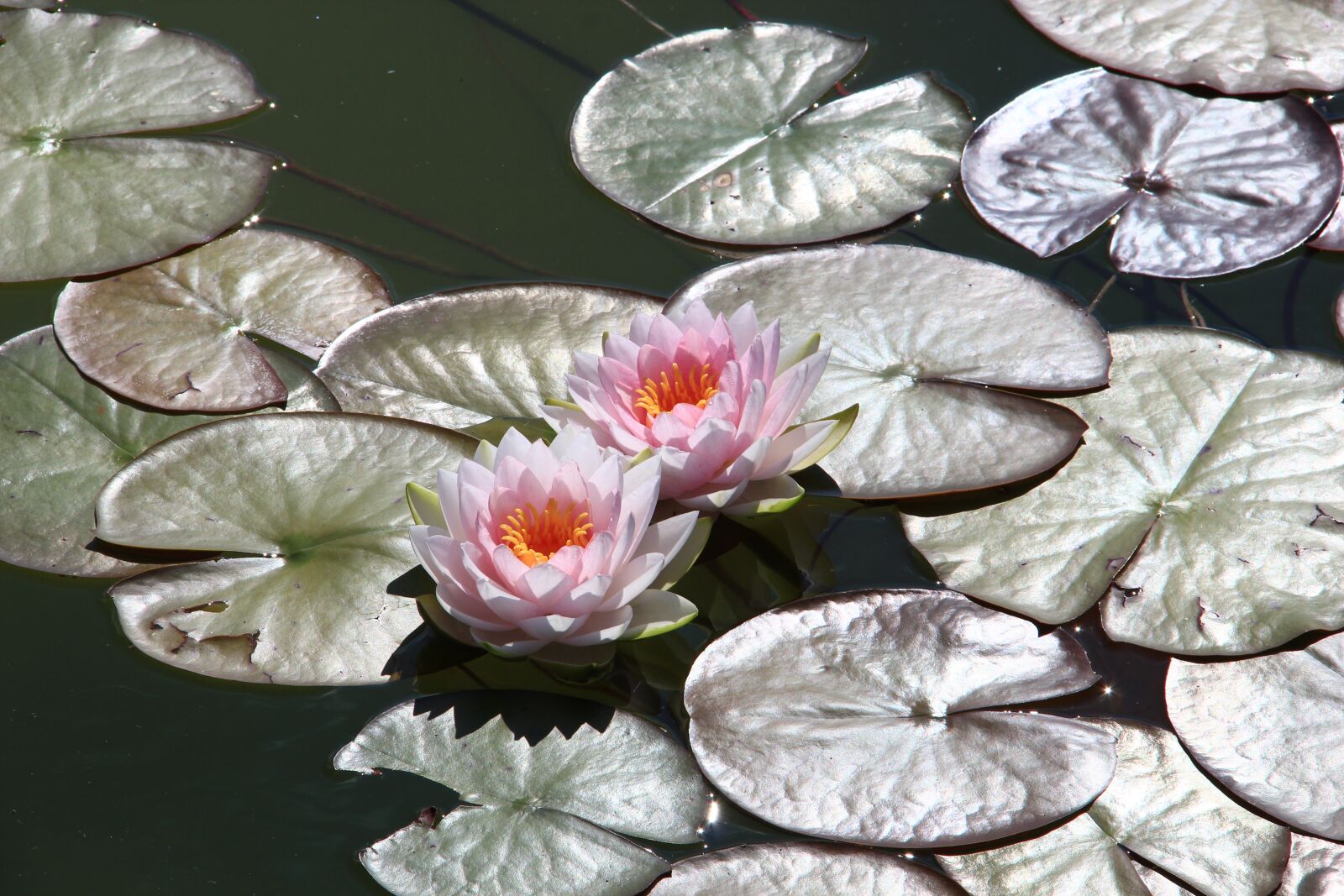 Canon EOS 550D (EOS Rebel T2i / EOS Kiss X4) sample photo. Waterlilies, pond, lotus photography