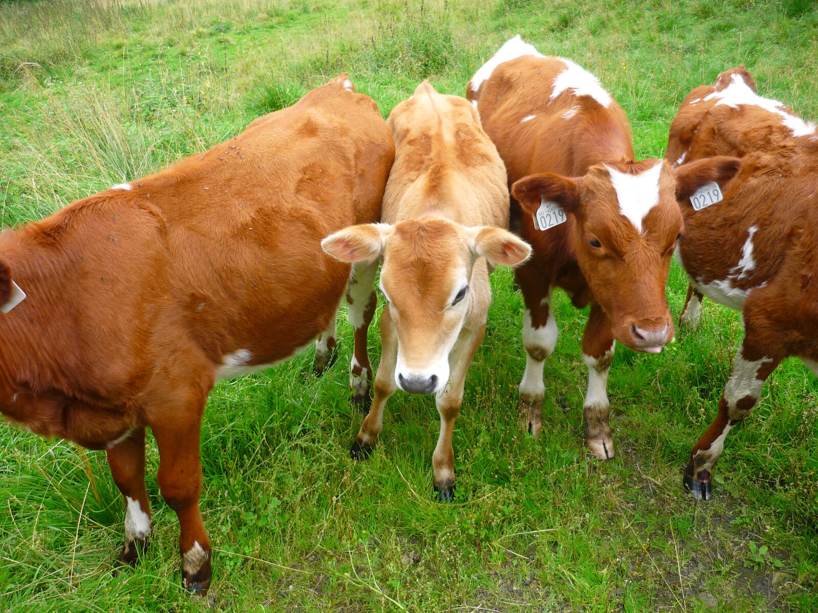 Panasonic Lumix DMC-FS3 sample photo. Animals, cow, cows, farm photography