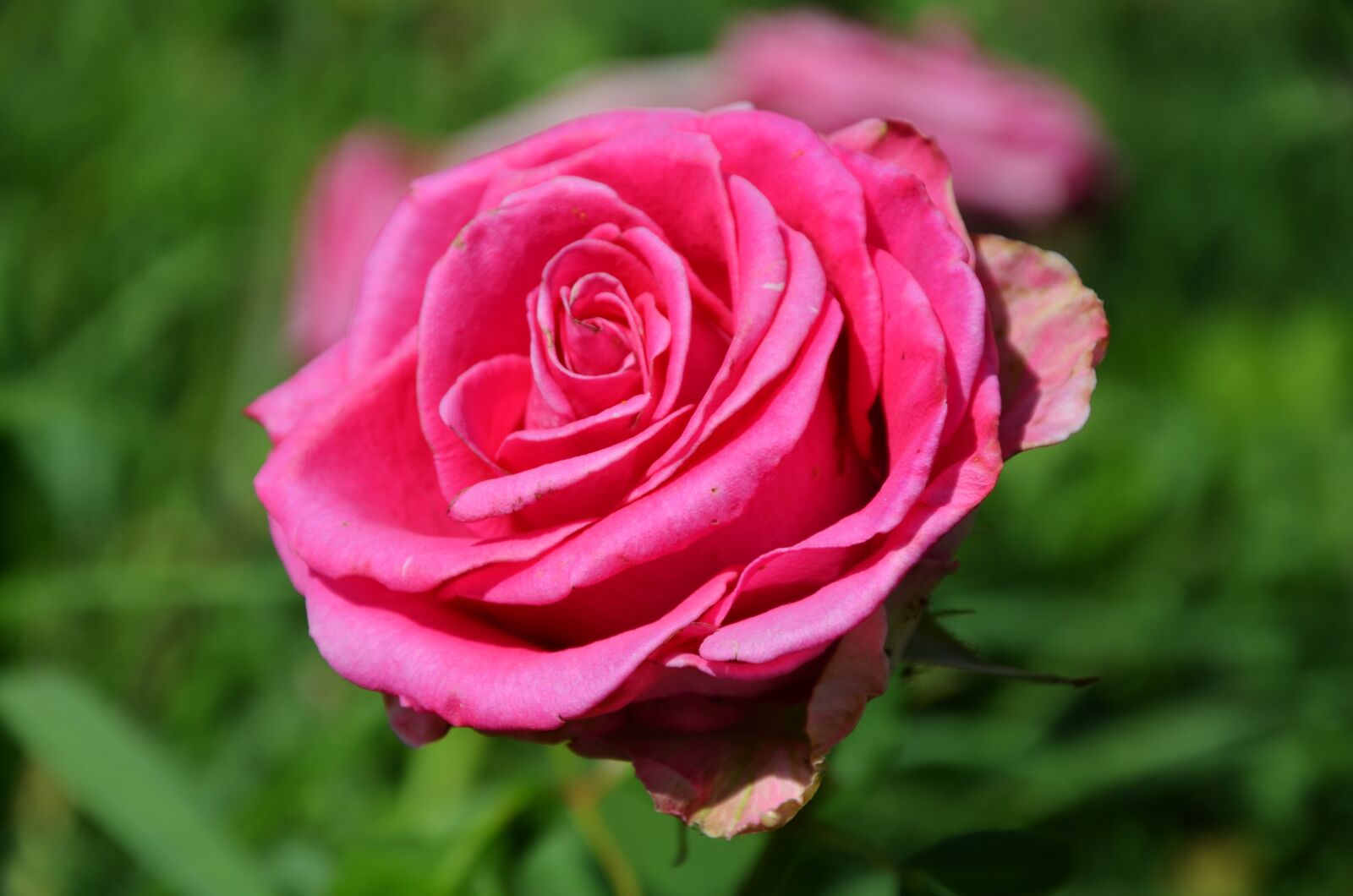 Nikon D7000 sample photo. Rose, flower, spring photography