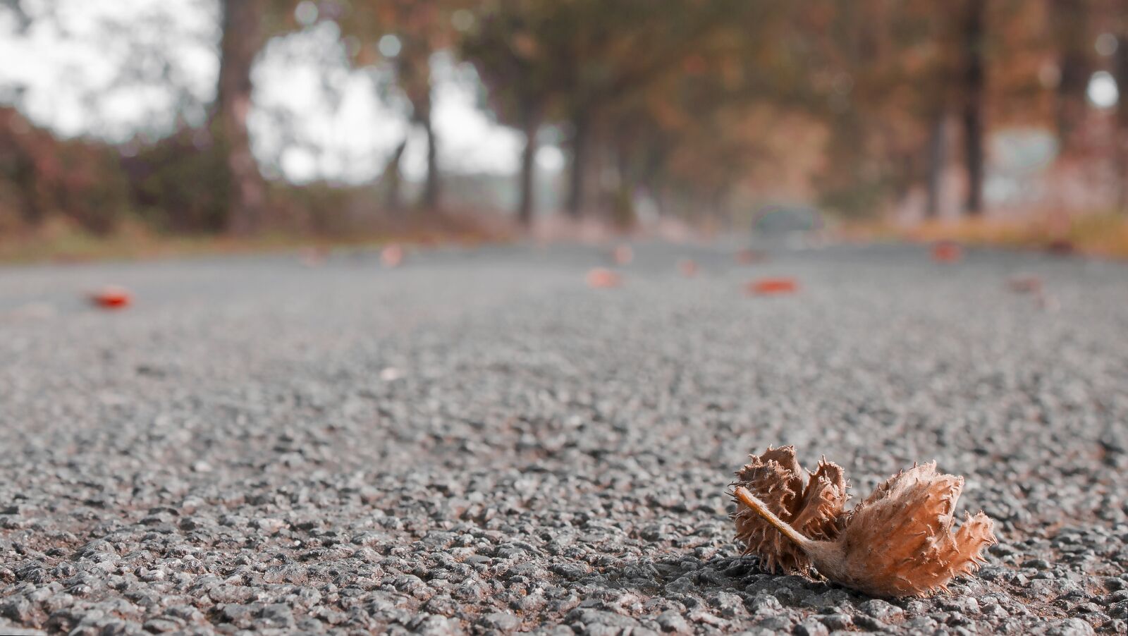 Canon EOS 1100D (EOS Rebel T3 / EOS Kiss X50) sample photo. Autumn, season, road photography