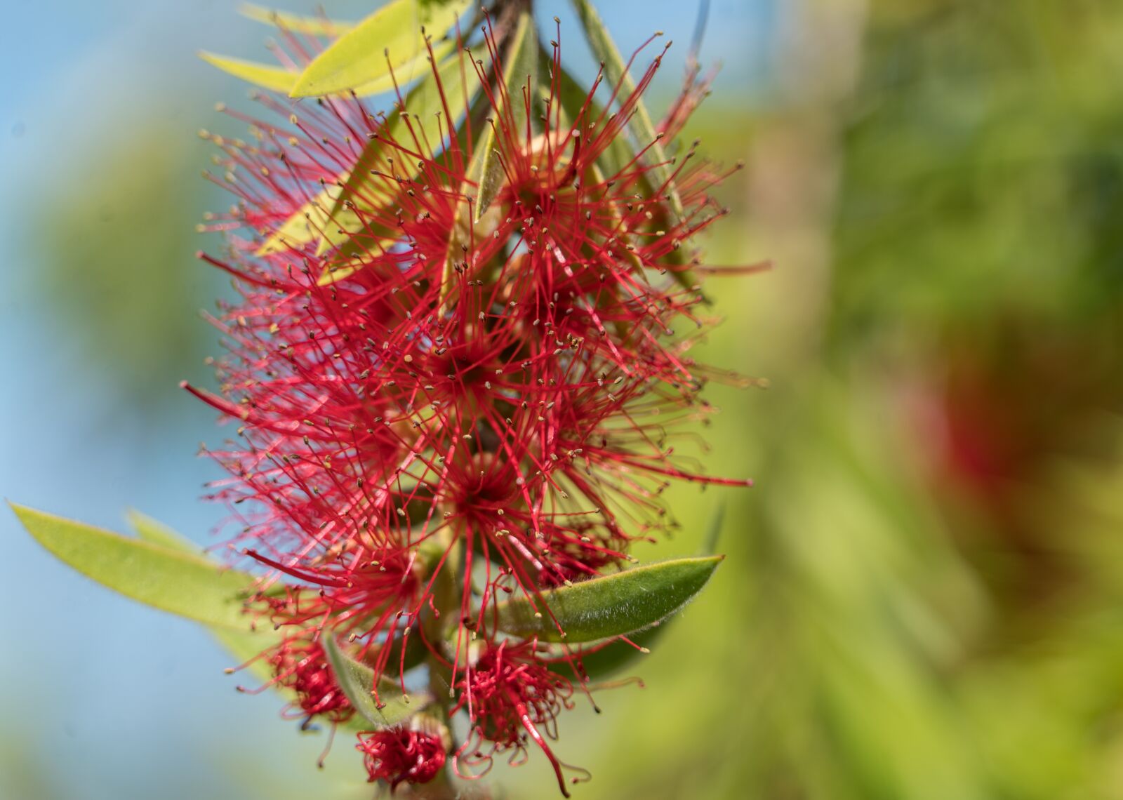 Sony a7R II + Sony FE 24-240mm F3.5-6.3 OSS sample photo. Florida, flowers, bottle brush photography