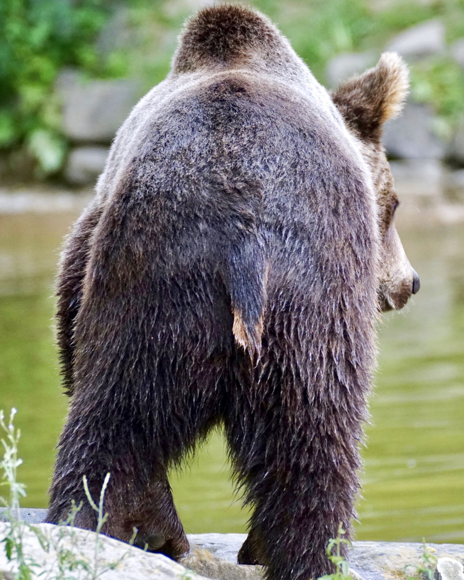 Sony DT 55-300mm F4.5-5.6 SAM sample photo. Brown bear, young bear photography