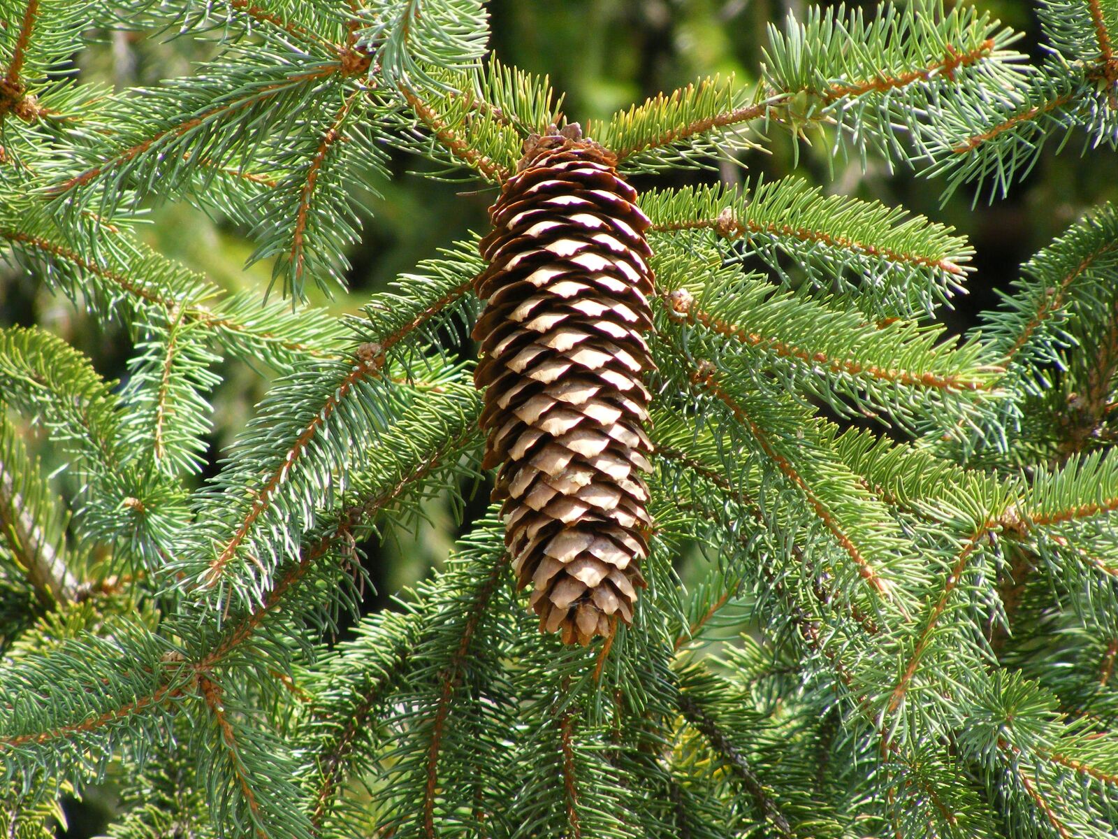 Fujifilm FinePix S5800 S800 sample photo. Pine cone, fir, forest photography