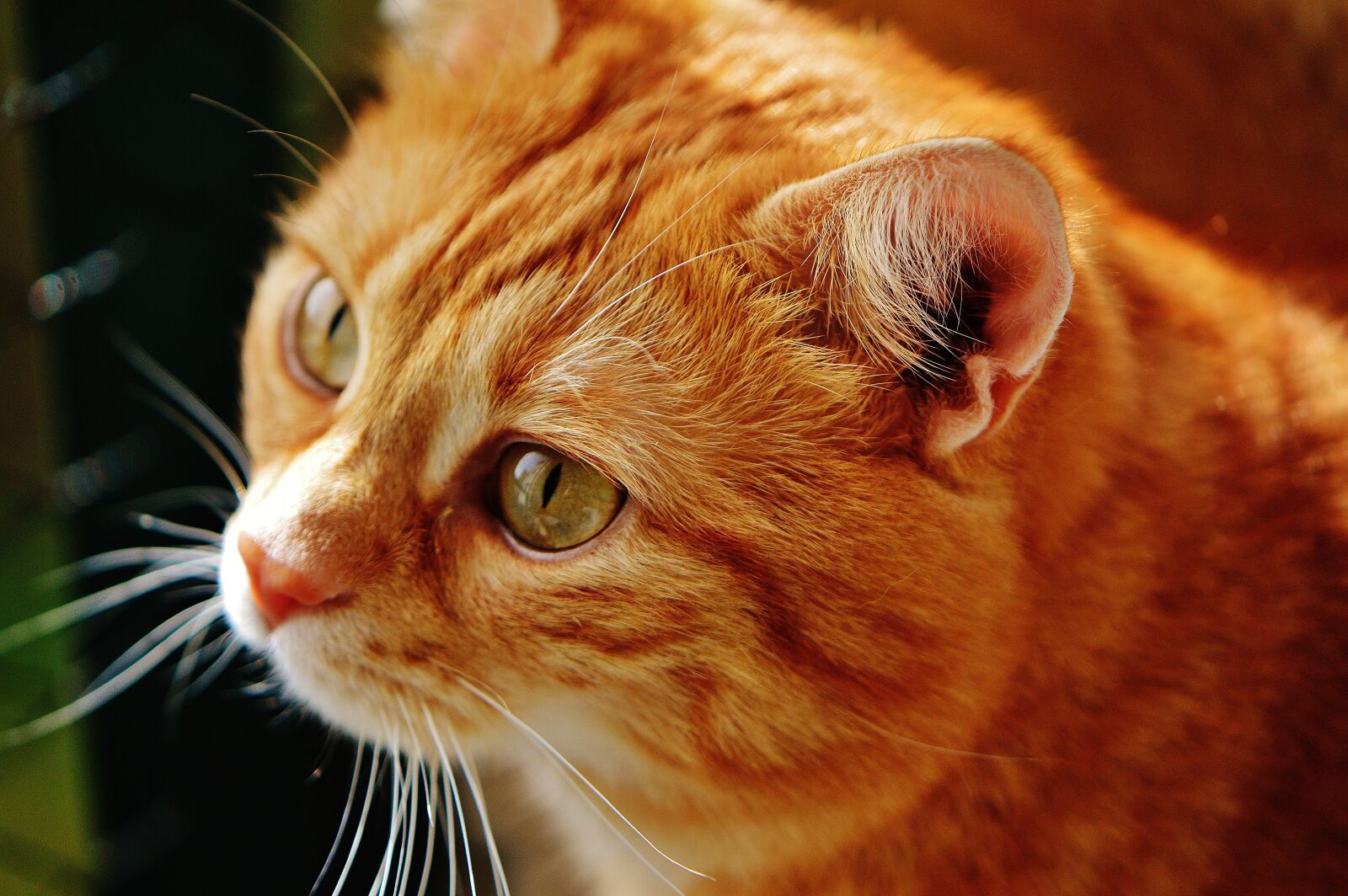 Nikon D3200 sample photo. Cat, red, cute photography