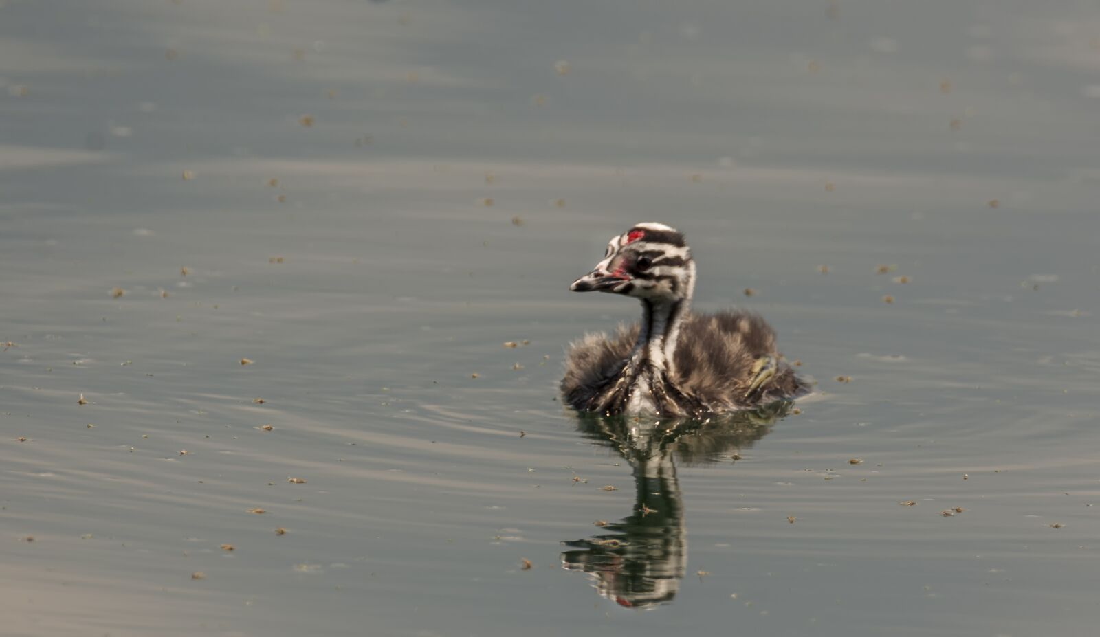 Nikon D7200 sample photo. Bird, nature, animal photography