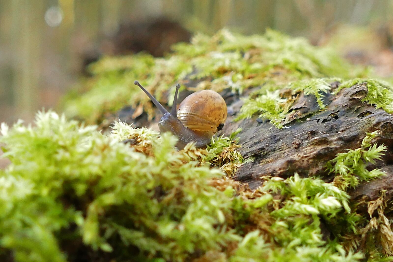 Panasonic Lumix DMC-FZ1000 sample photo. Snail, nature, animal photography