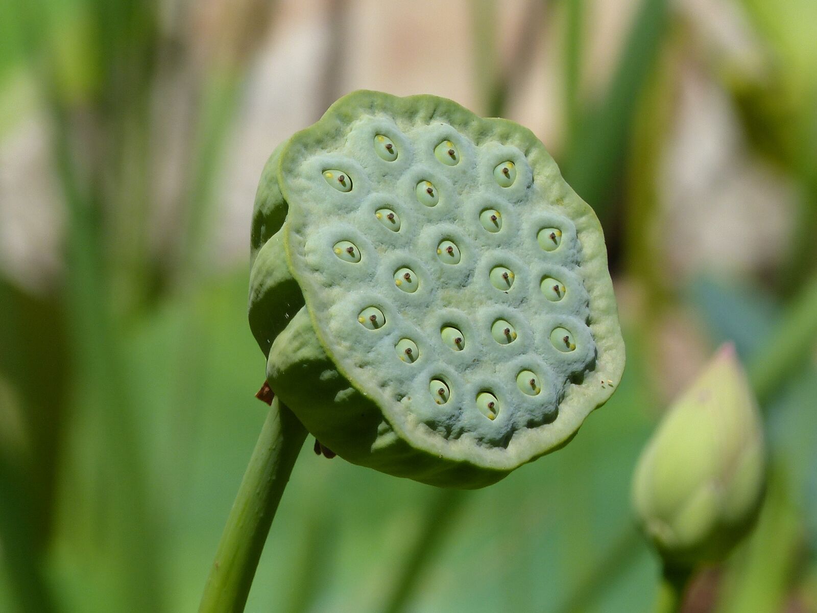 Panasonic Lumix DMC-FZ200 sample photo. Lotus india, seeds, green photography