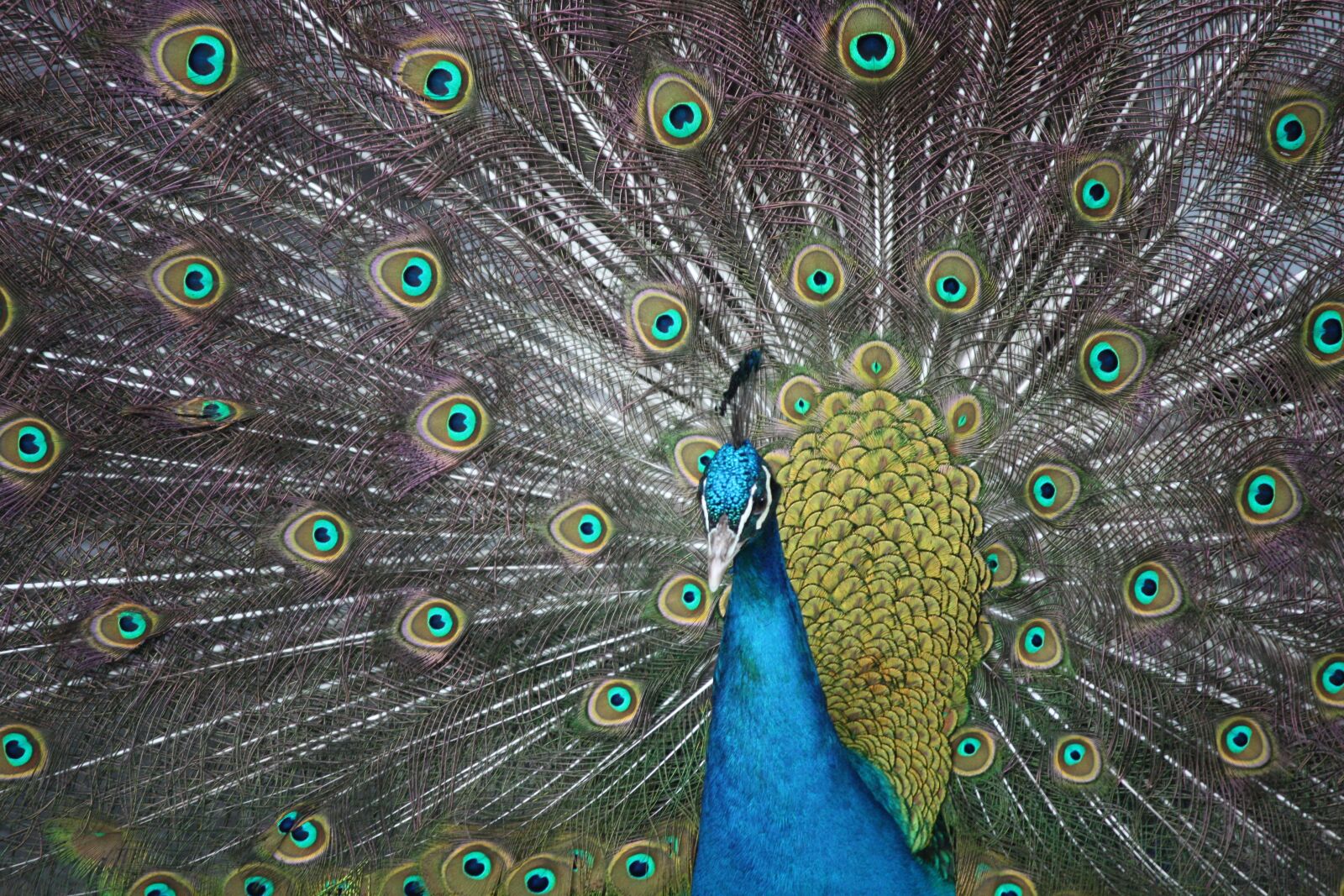 Canon EOS 450D (EOS Rebel XSi / EOS Kiss X2) sample photo. Peacock, eyes, bird photography