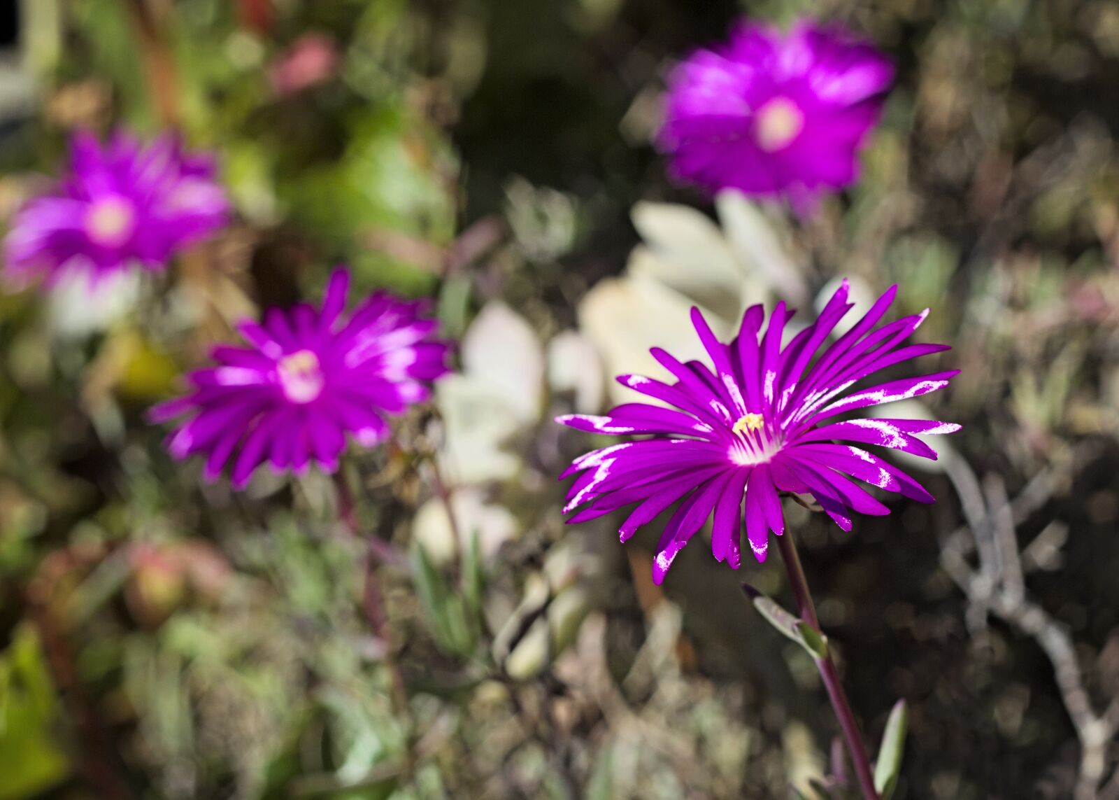 Canon EOS 60D + Canon EF 50mm F1.8 II sample photo. Purple, flower, bloom photography