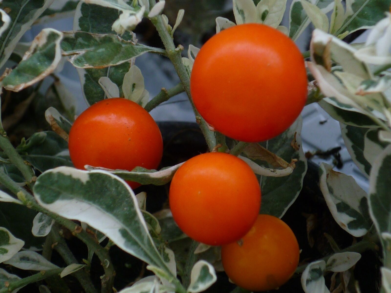 Panasonic Lumix DMC-FS6 sample photo. Ornamental plant, red, fruits photography