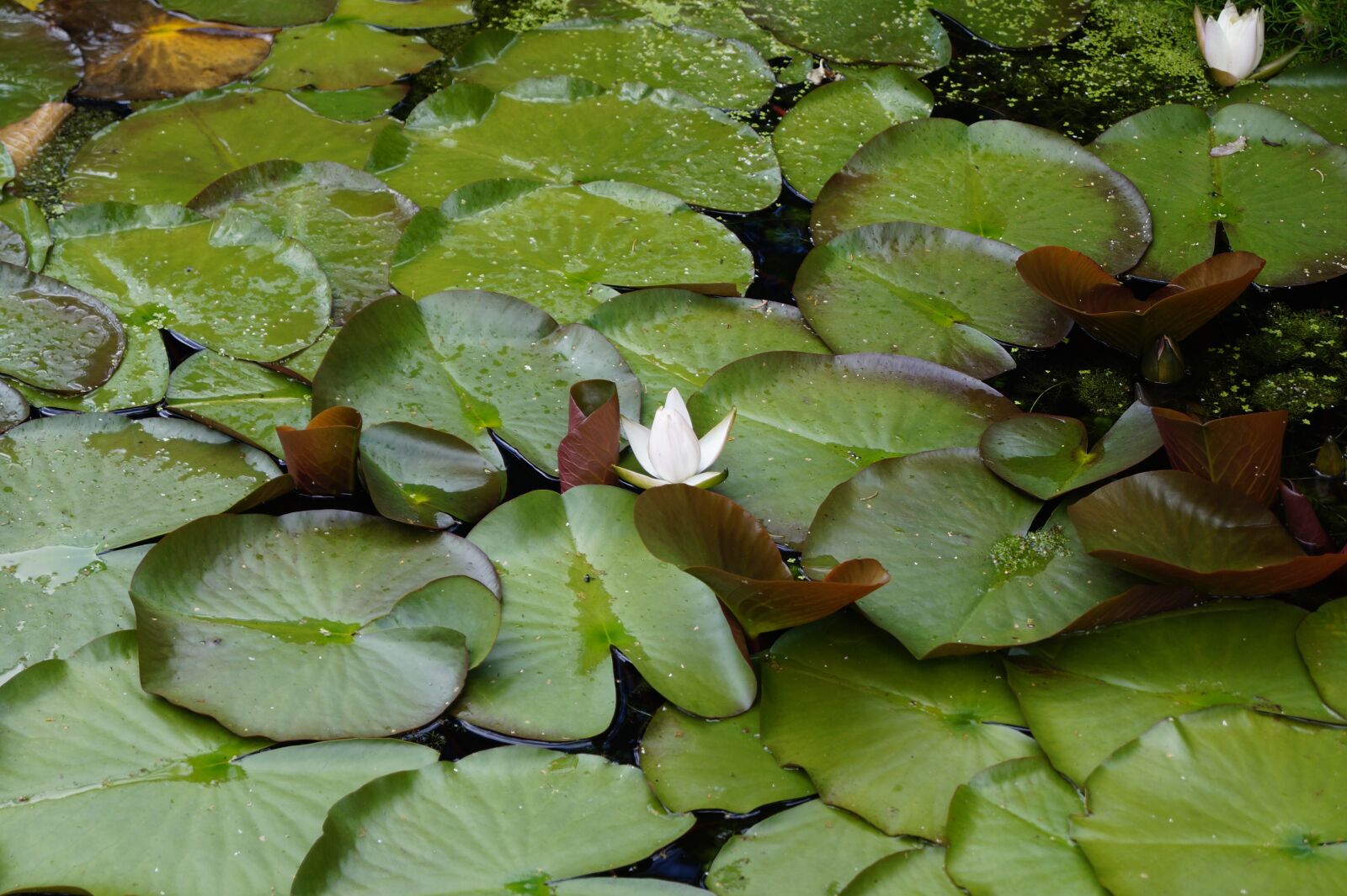 Sony DT 18-55mm F3.5-5.6 SAM II sample photo. Pond, blossom, bloom photography