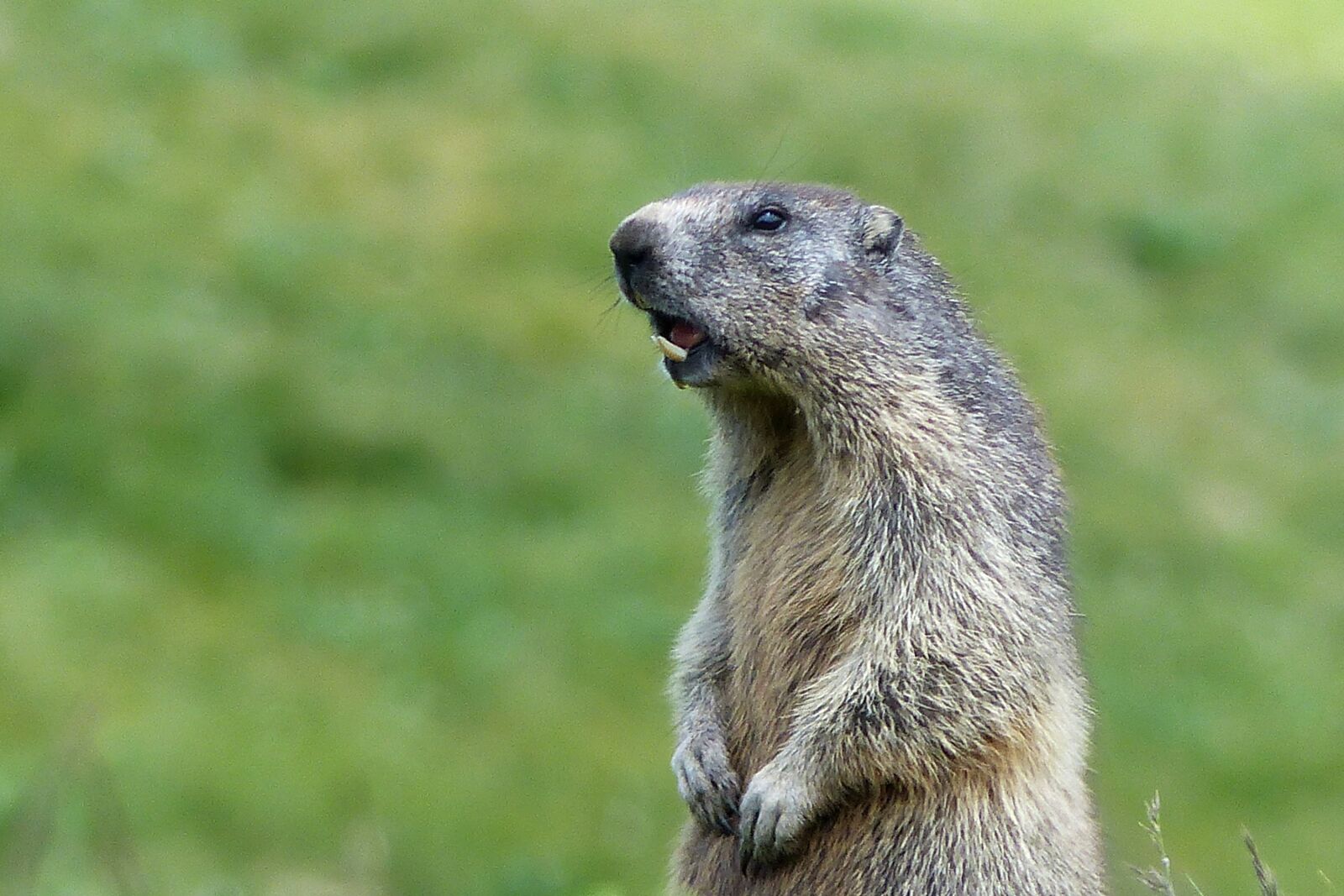 Panasonic Lumix DMC-FZ200 sample photo. Marmot, mountain, animals photography