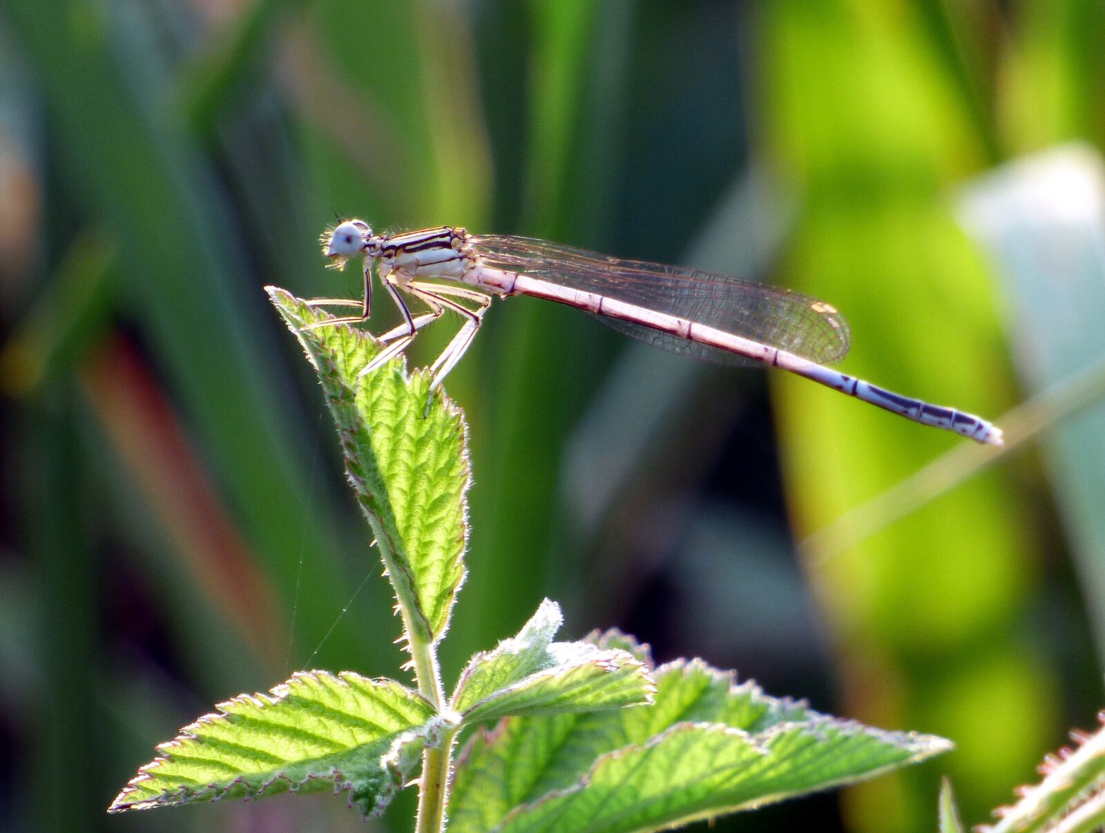 Panasonic DMC-FZ72 sample photo. Demoiselle, dragonfly, nature photography