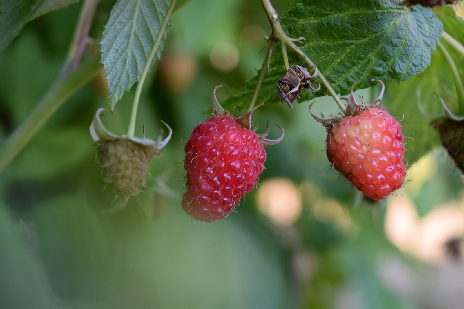 Nikon D3300 sample photo. Raspberry, red, nature photography
