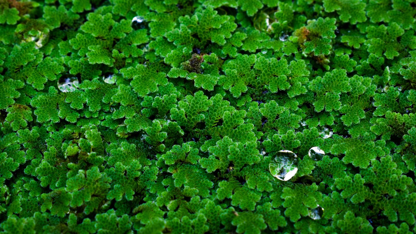 Nikon D3500 sample photo. Beautiful, vegetation, nature photography