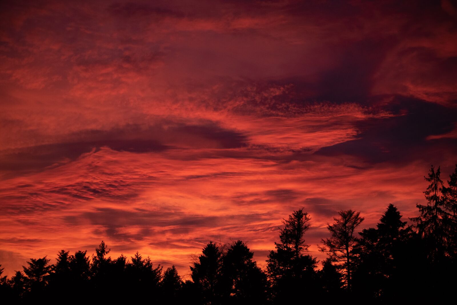 Nikon D750 sample photo. Burning, forest, red photography