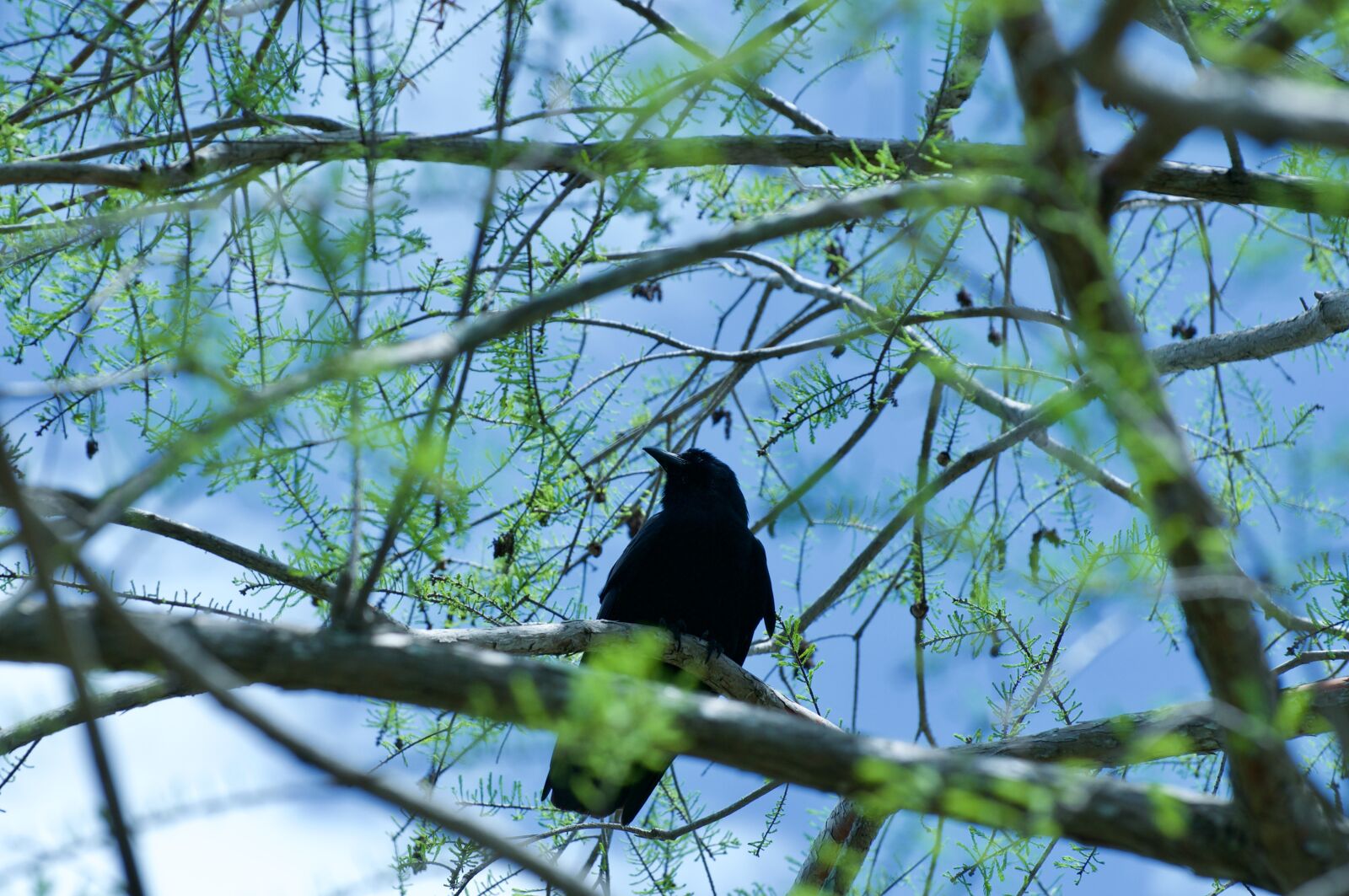 Nikon D90 sample photo. Black bird, dawn redwood photography