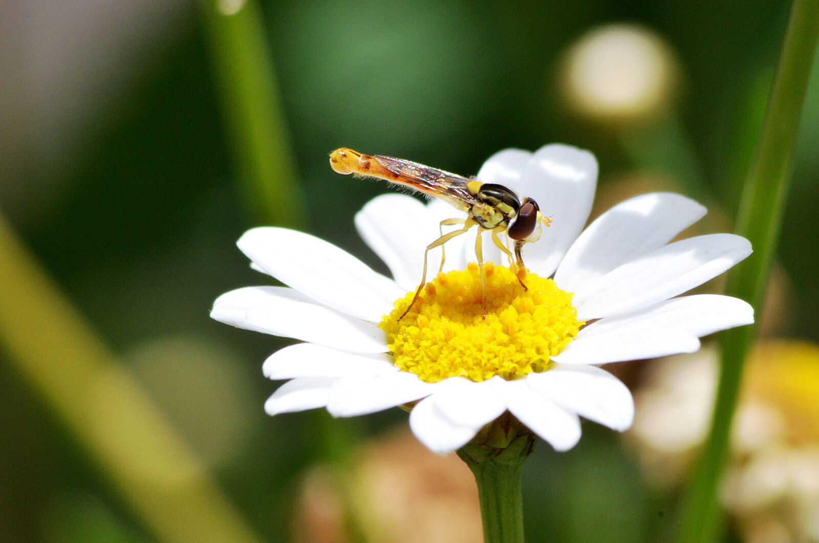 Nikon D5100 sample photo. Dragonfly, insect, yellow photography
