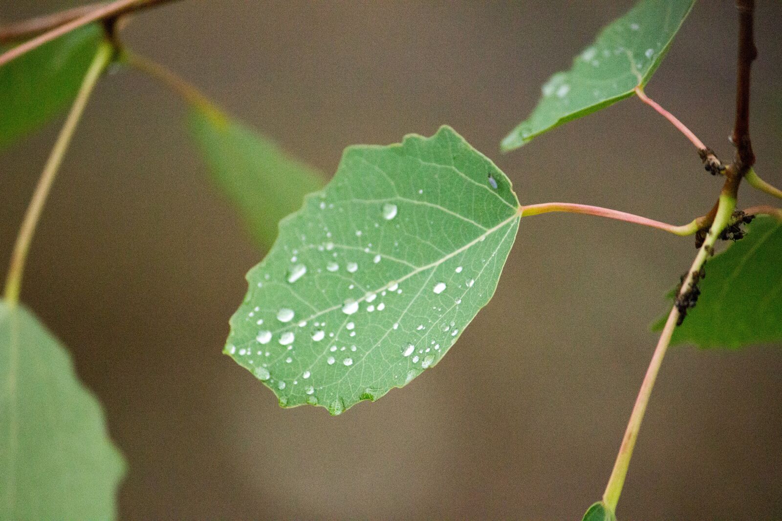 Canon EF-S 55-250mm F4-5.6 IS II sample photo