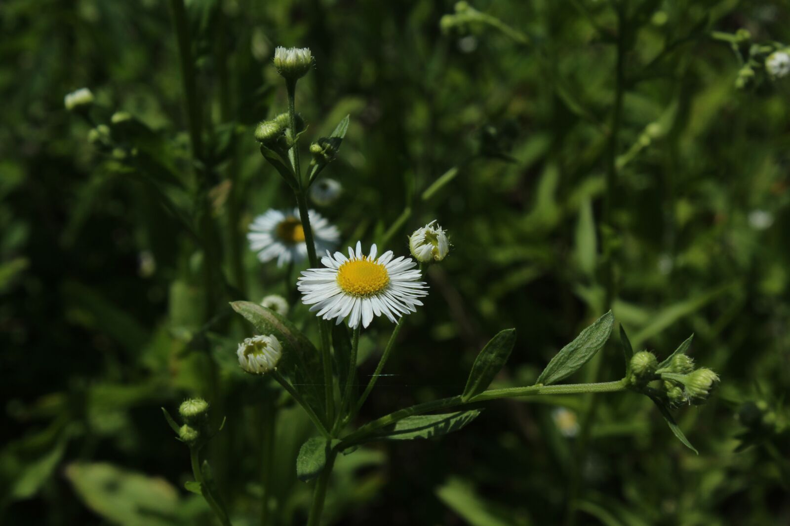 Canon EOS 1200D (EOS Rebel T5 / EOS Kiss X70 / EOS Hi) sample photo. White, daisy, flower photography