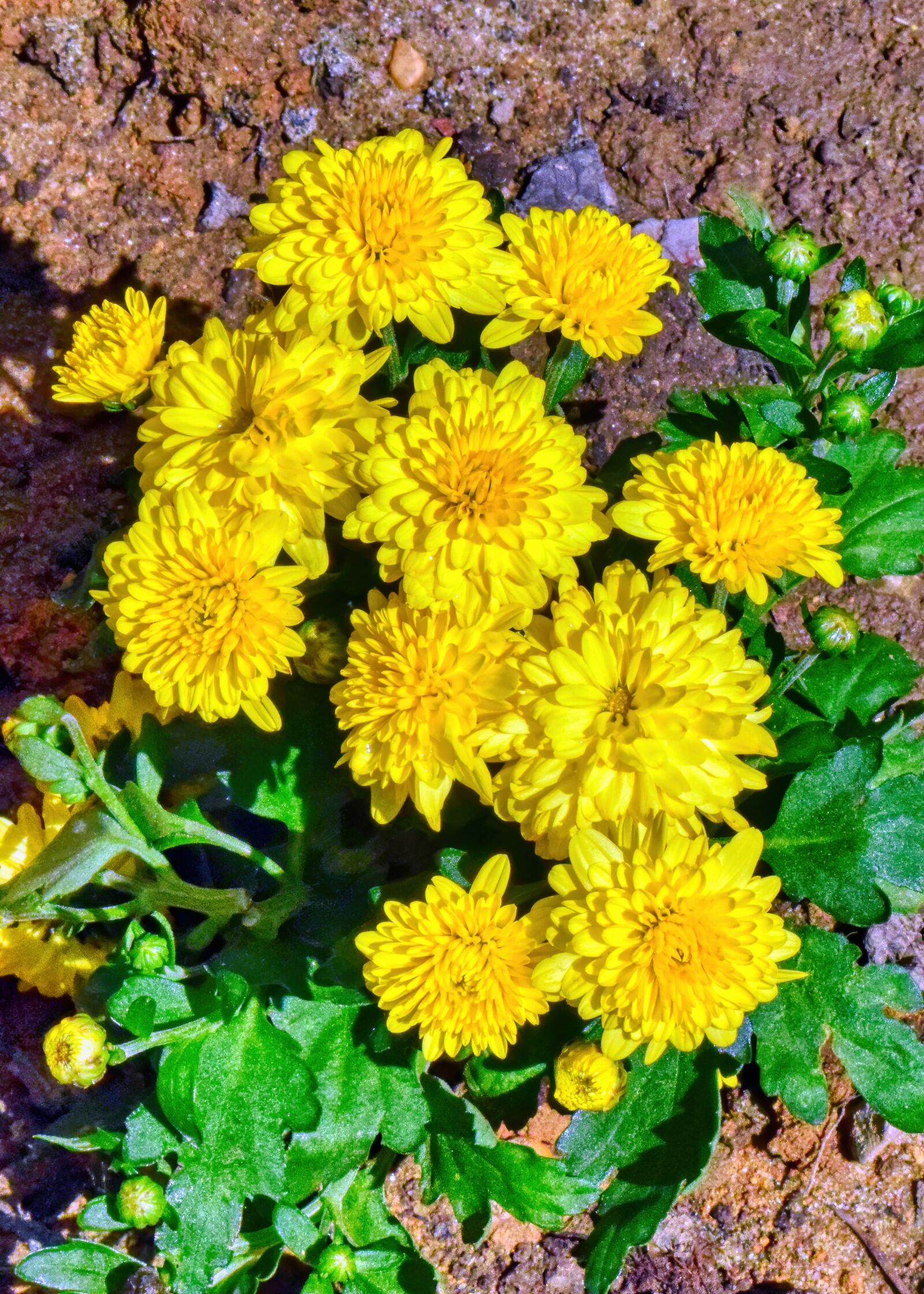Nikon D3300 sample photo. Yellow, flower, plant photography