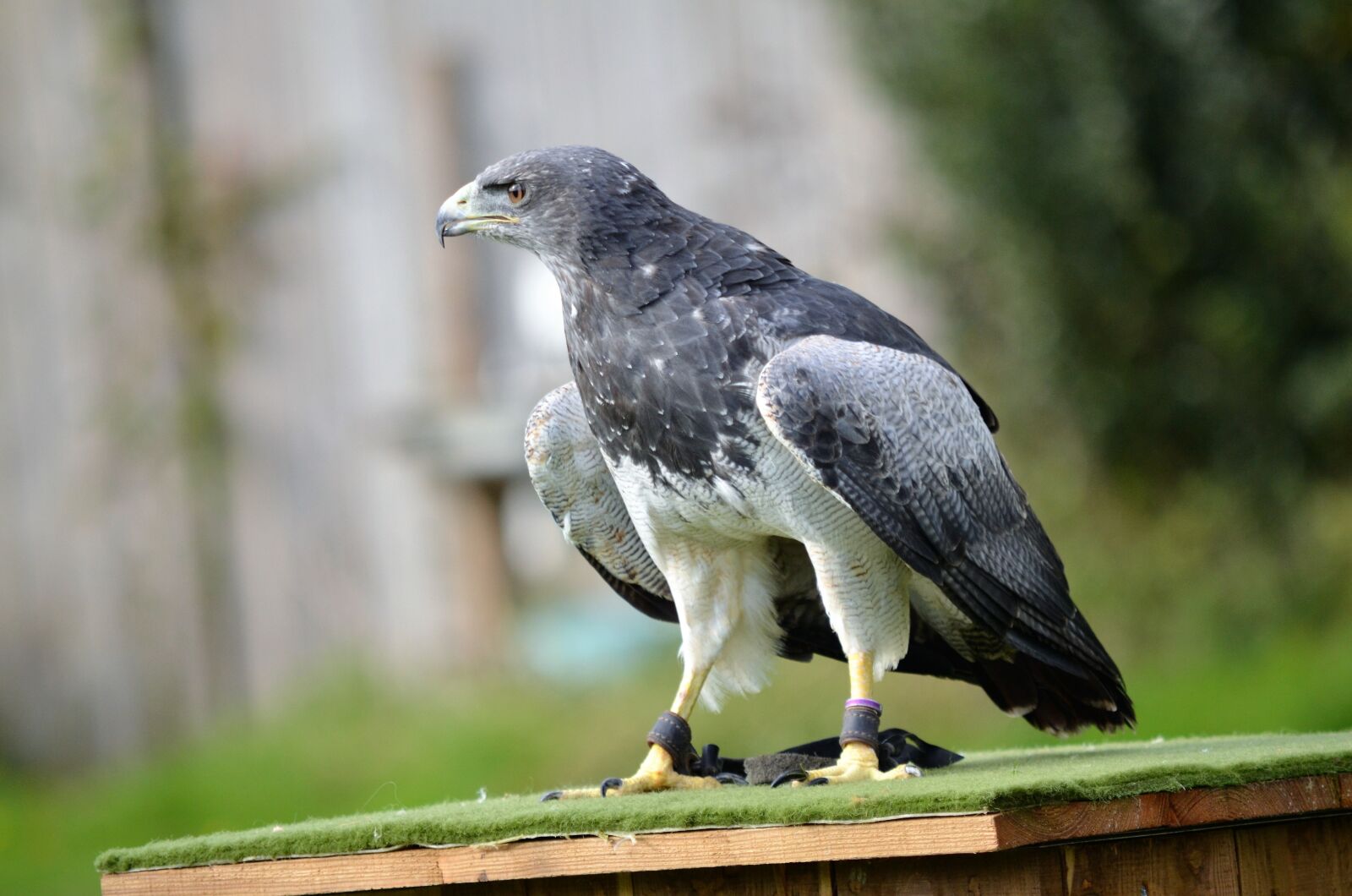 Nikon D5100 sample photo. Bird, wildlife, nature photography
