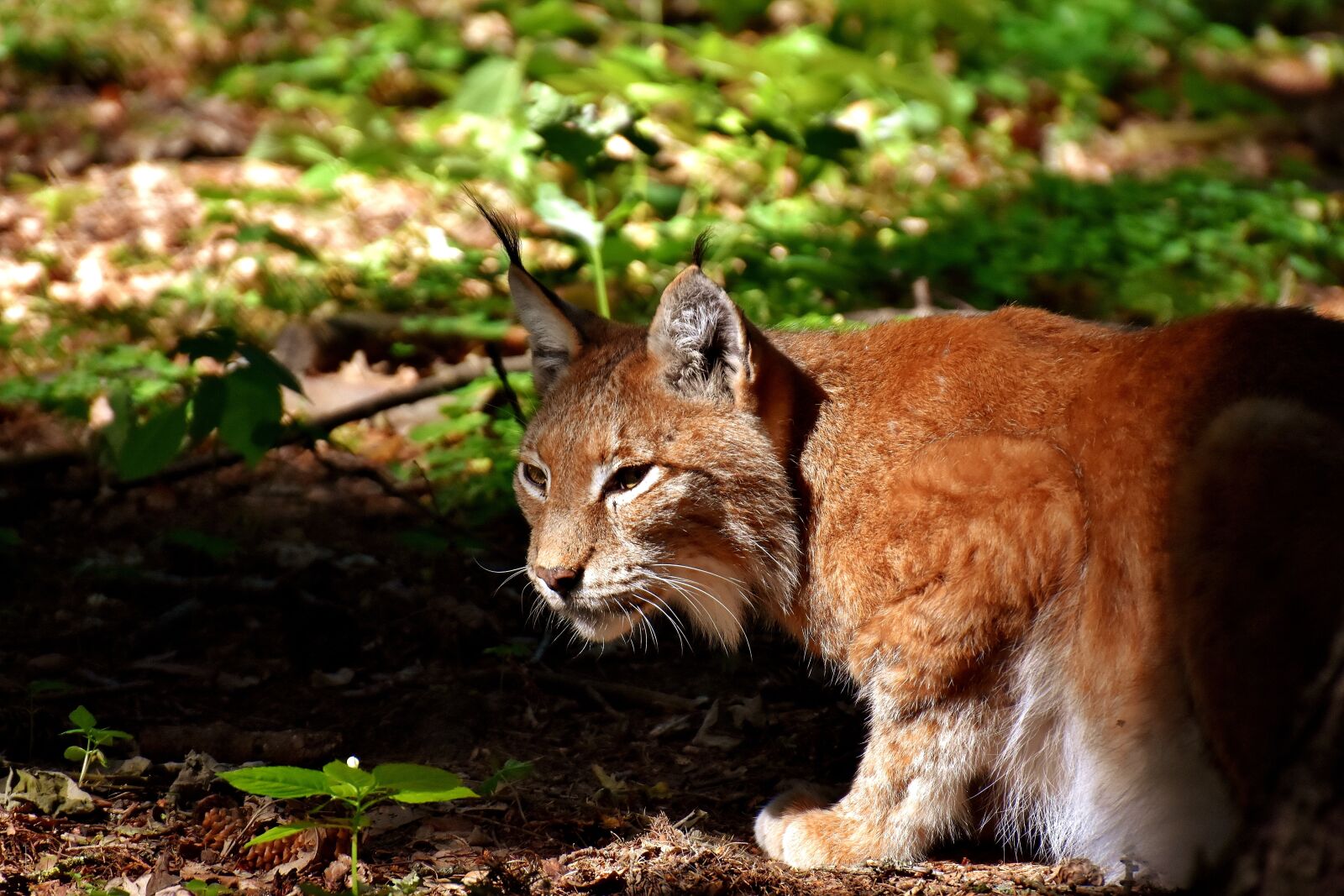 Nikon D7200 sample photo. Lynx, wild animal, dangerous photography