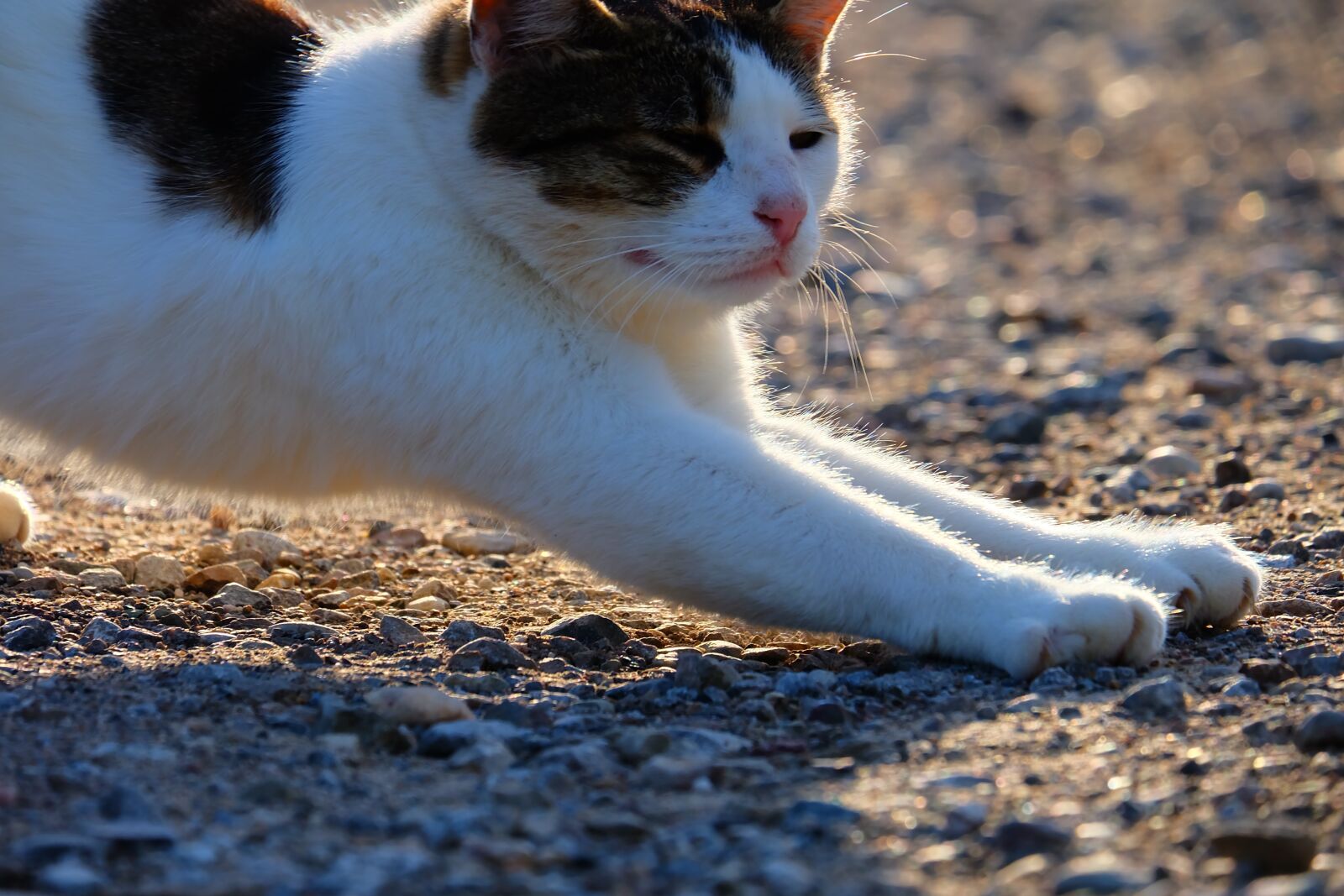 Fujifilm X-A2 + Fujifilm XC 50-230mm F4.5-6.7 OIS II sample photo. Cat, pet, animal photography