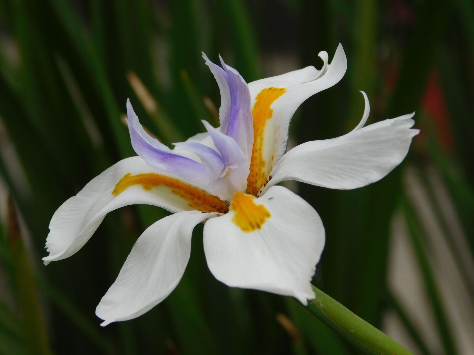 Nikon Coolpix L840 sample photo. Flower, nature, plant photography