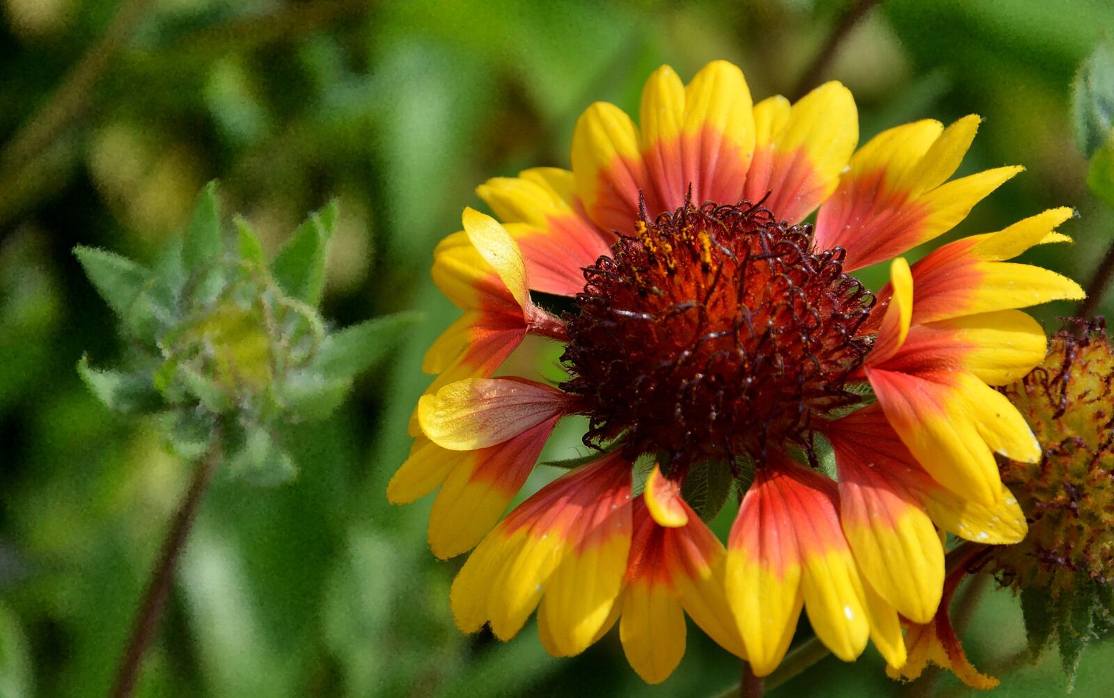 Nikon D7100 sample photo. Flower, summer, yellow photography