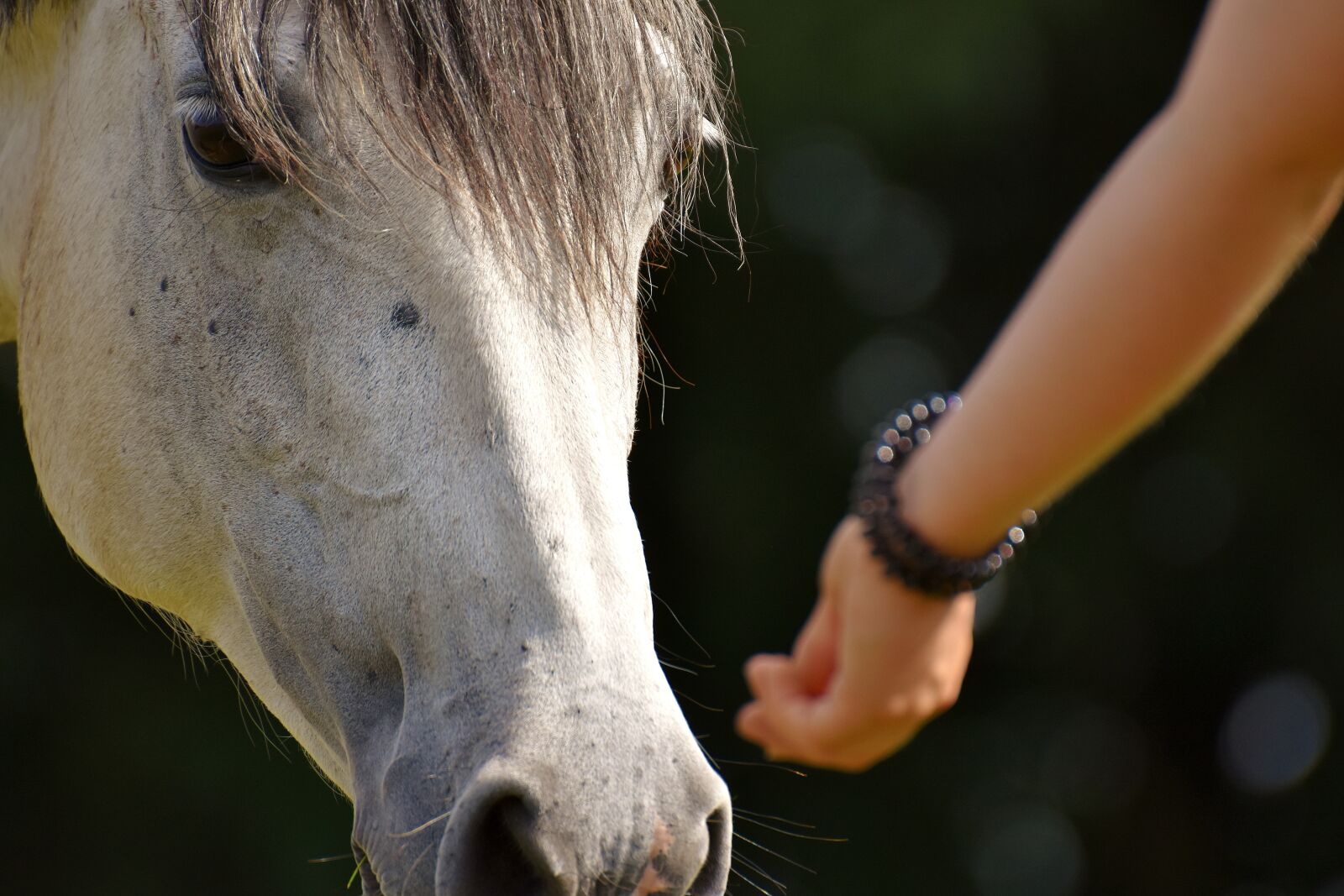 Nikon D7200 sample photo. Horse, mold, reiterhof photography