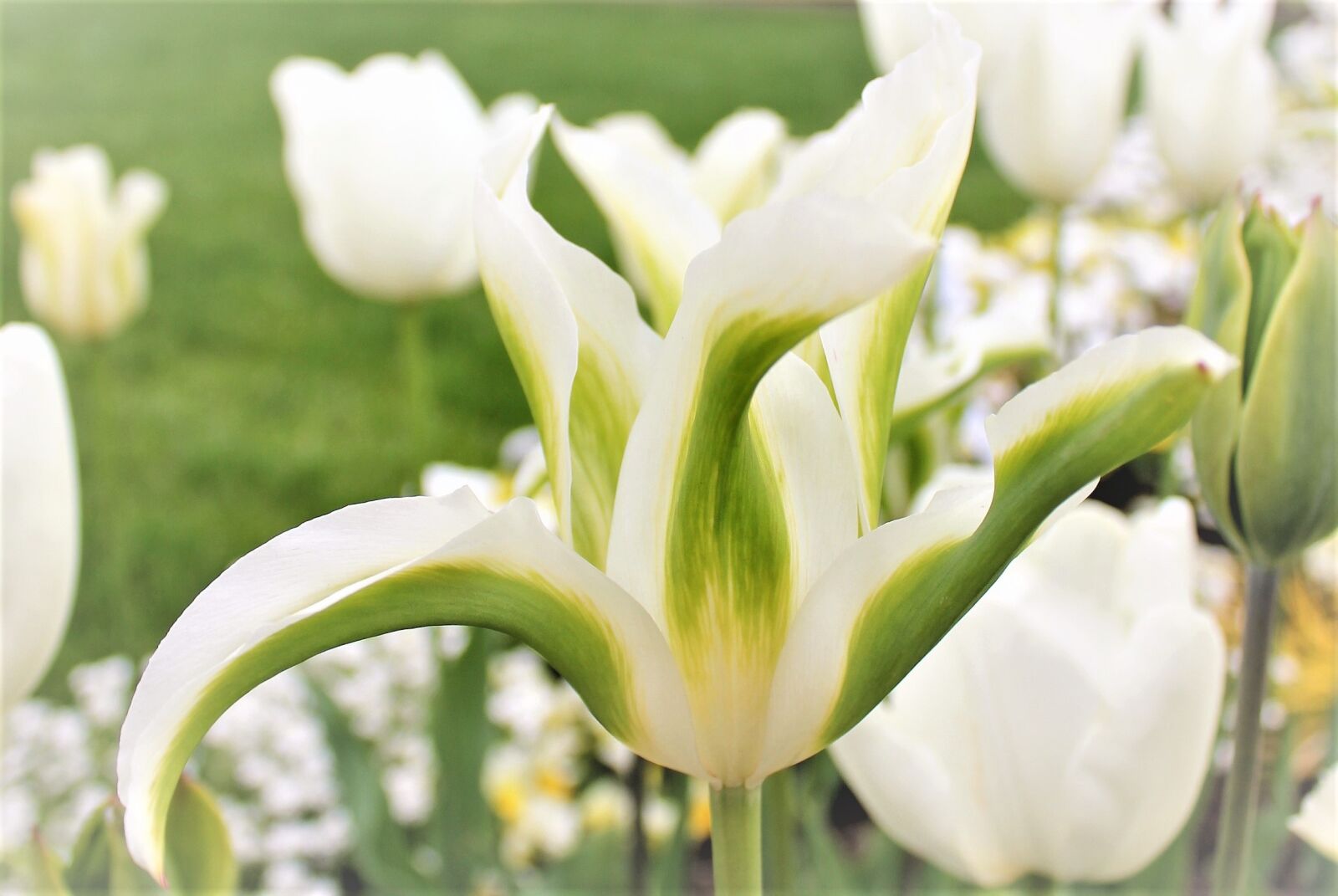 Canon EOS 550D (EOS Rebel T2i / EOS Kiss X4) sample photo. Tulip, white, white blossom photography