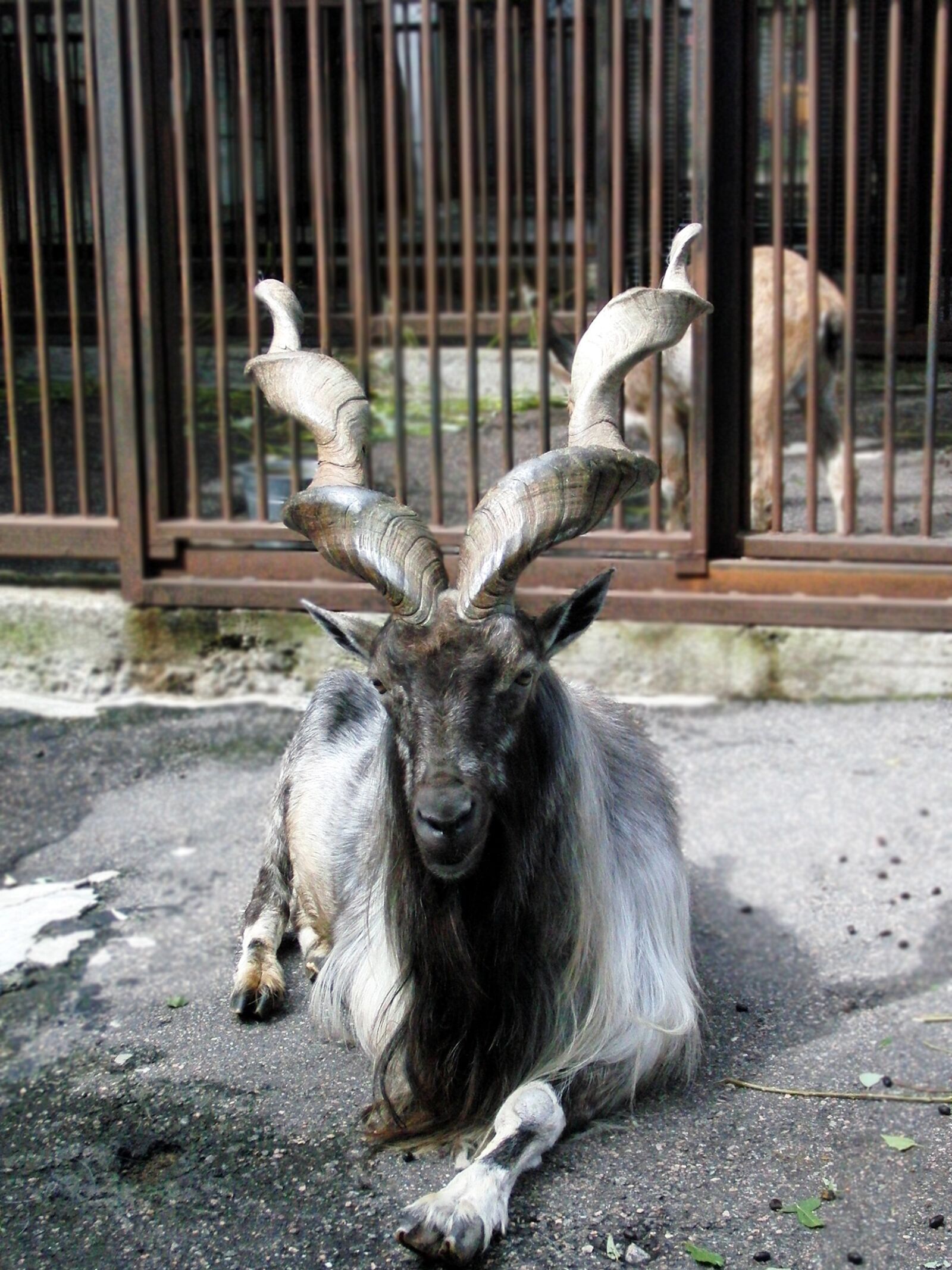 CASIO EX-FC100 sample photo. Markhor, capra falconeri, goat photography