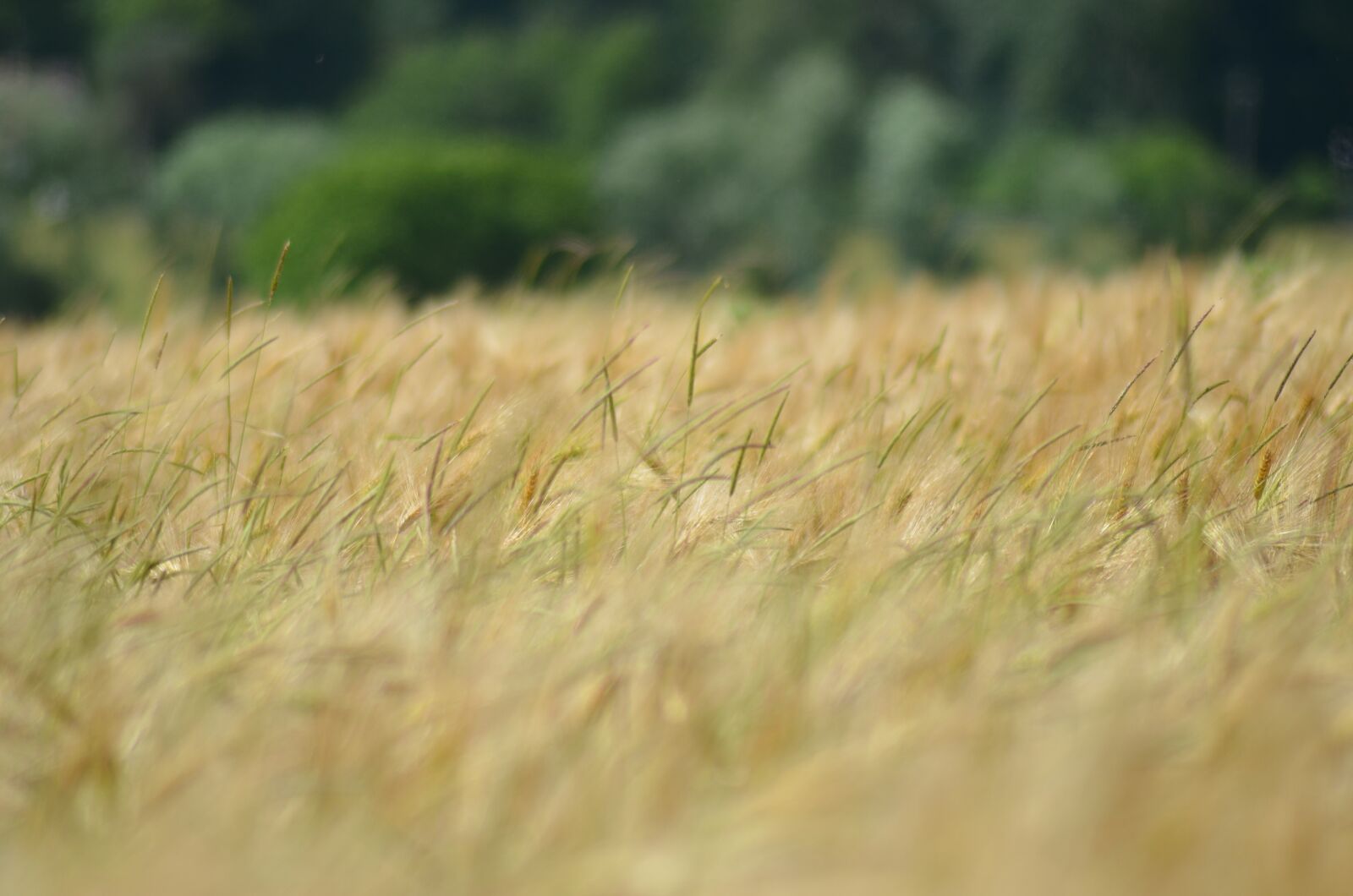 Nikon D5100 sample photo. Barley, cereal, agriculture photography