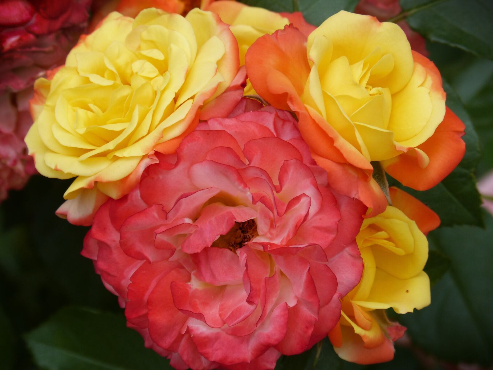 Panasonic DMC-FZ62 sample photo. Roses, bunch of roses photography