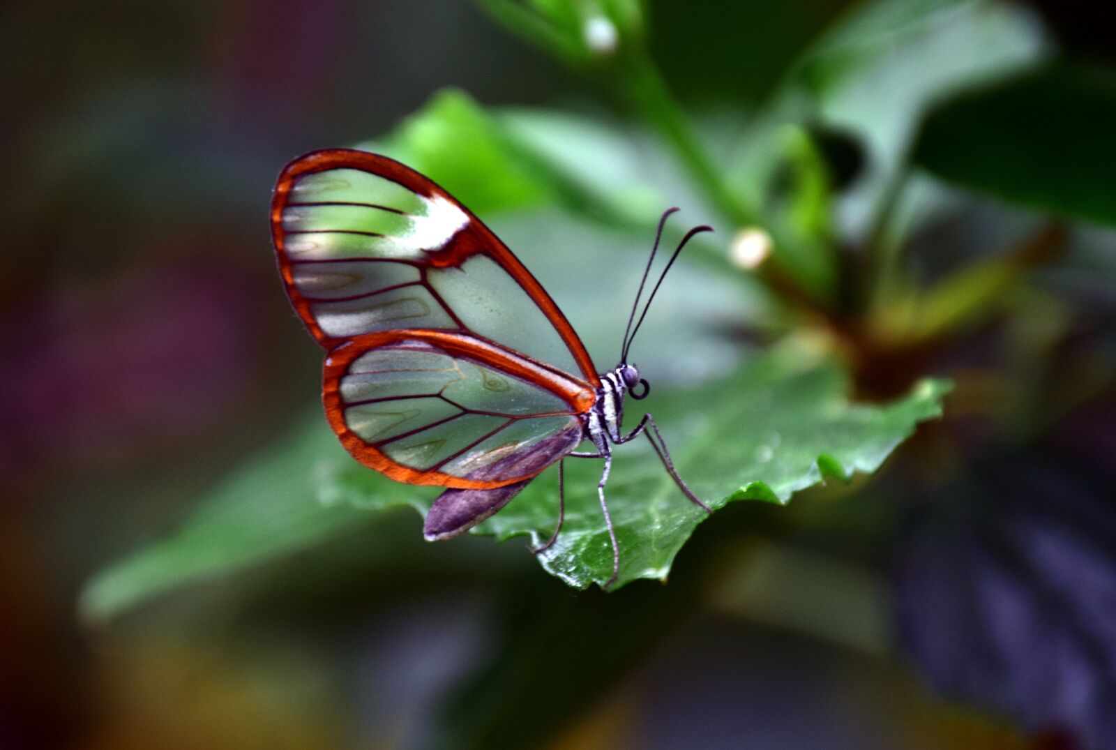 Nikon D3300 sample photo. Glass falter, transparent, tender photography