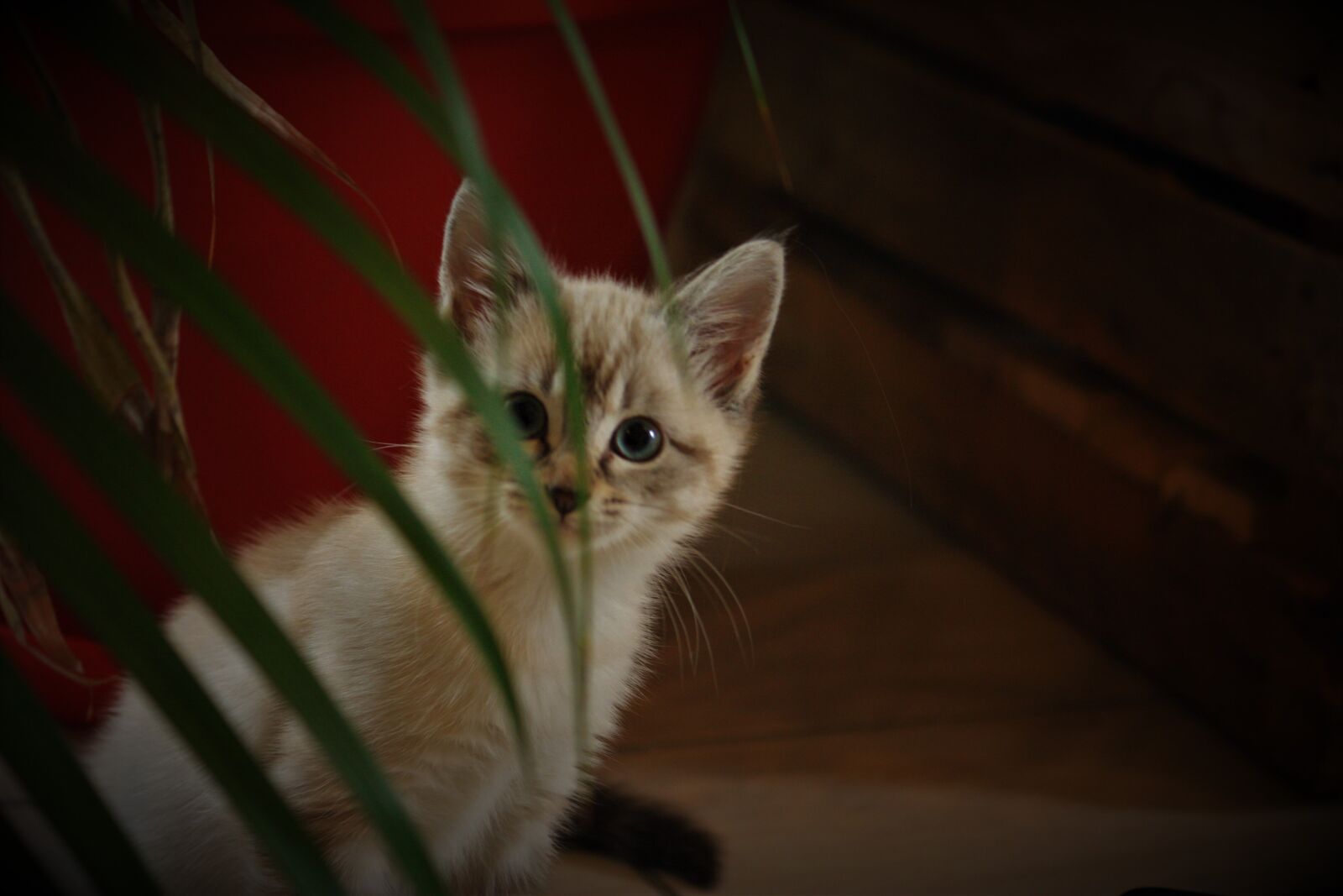 Canon EOS 450D (EOS Rebel XSi / EOS Kiss X2) sample photo. Kitten, cute, feline photography