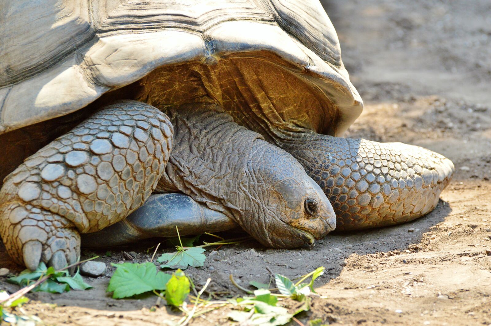 Nikon D3200 sample photo. Turtle, reptile, tortoise photography