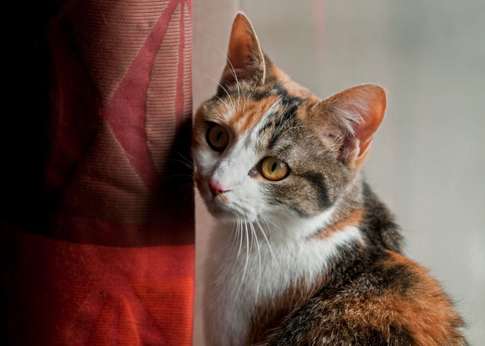 Nikon D300 sample photo. Cat, look, drapes photography
