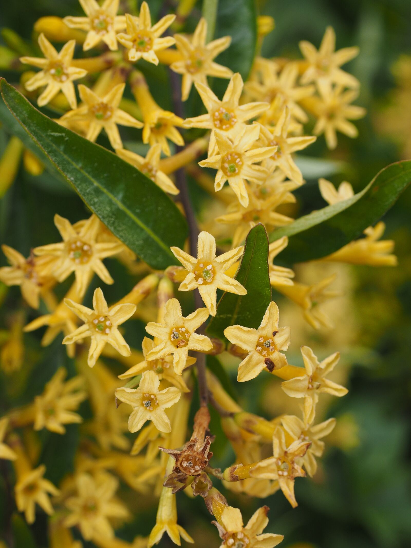 Olympus OM-D E-M1 + Olympus M.Zuiko Digital ED 12-40mm F2.8 Pro sample photo. Flowers, yellow, bush photography