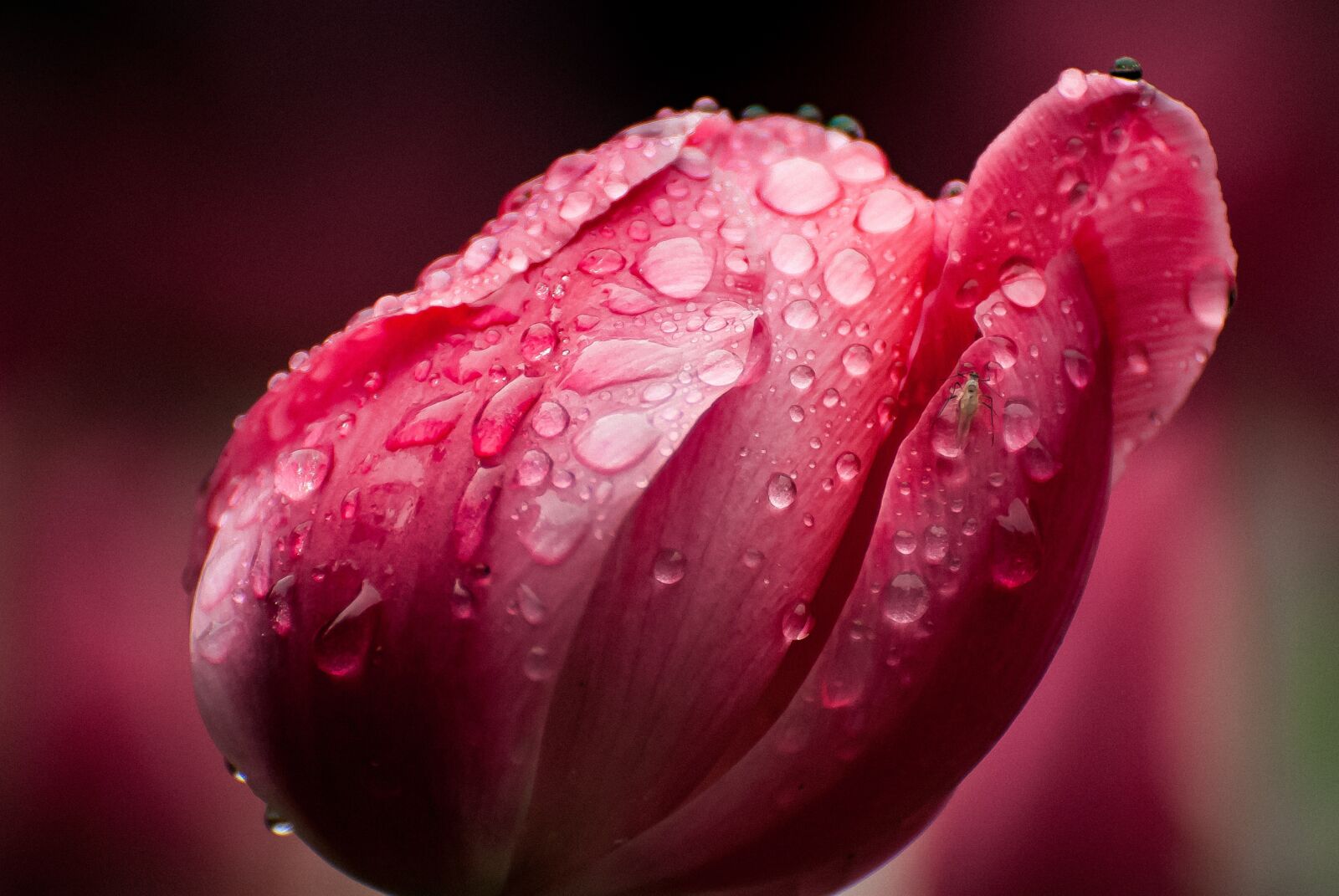Nikon D60 sample photo. Tulip, rain, fly photography