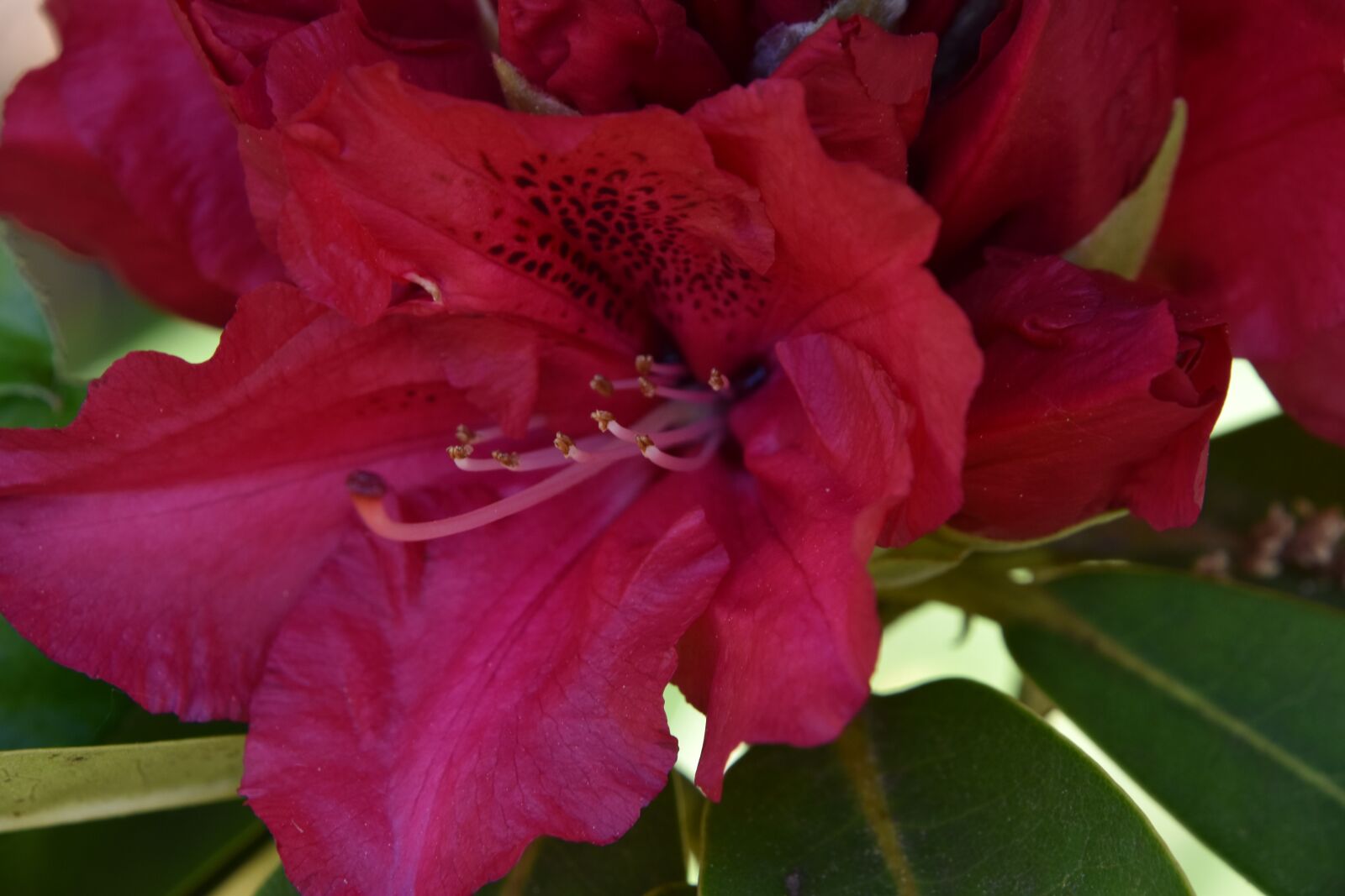 Nikon D5600 sample photo. Flower, plant, nature photography