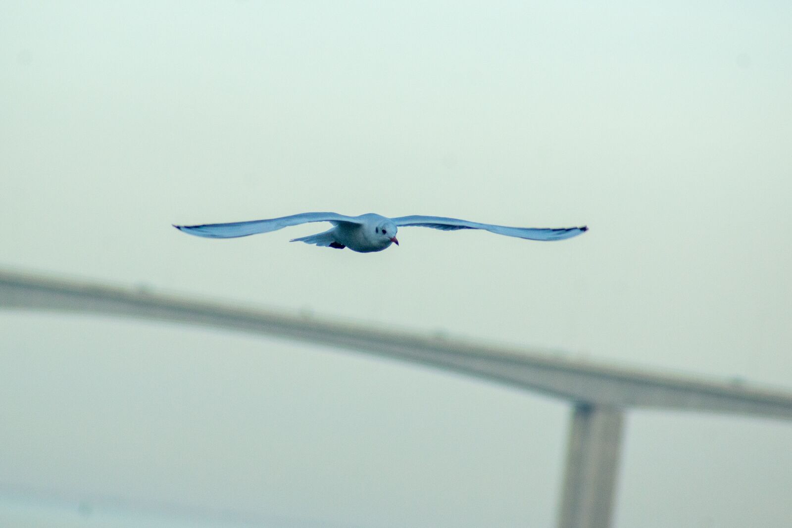 Sony SLT-A77 sample photo. Gaivota, seagull, mouette photography