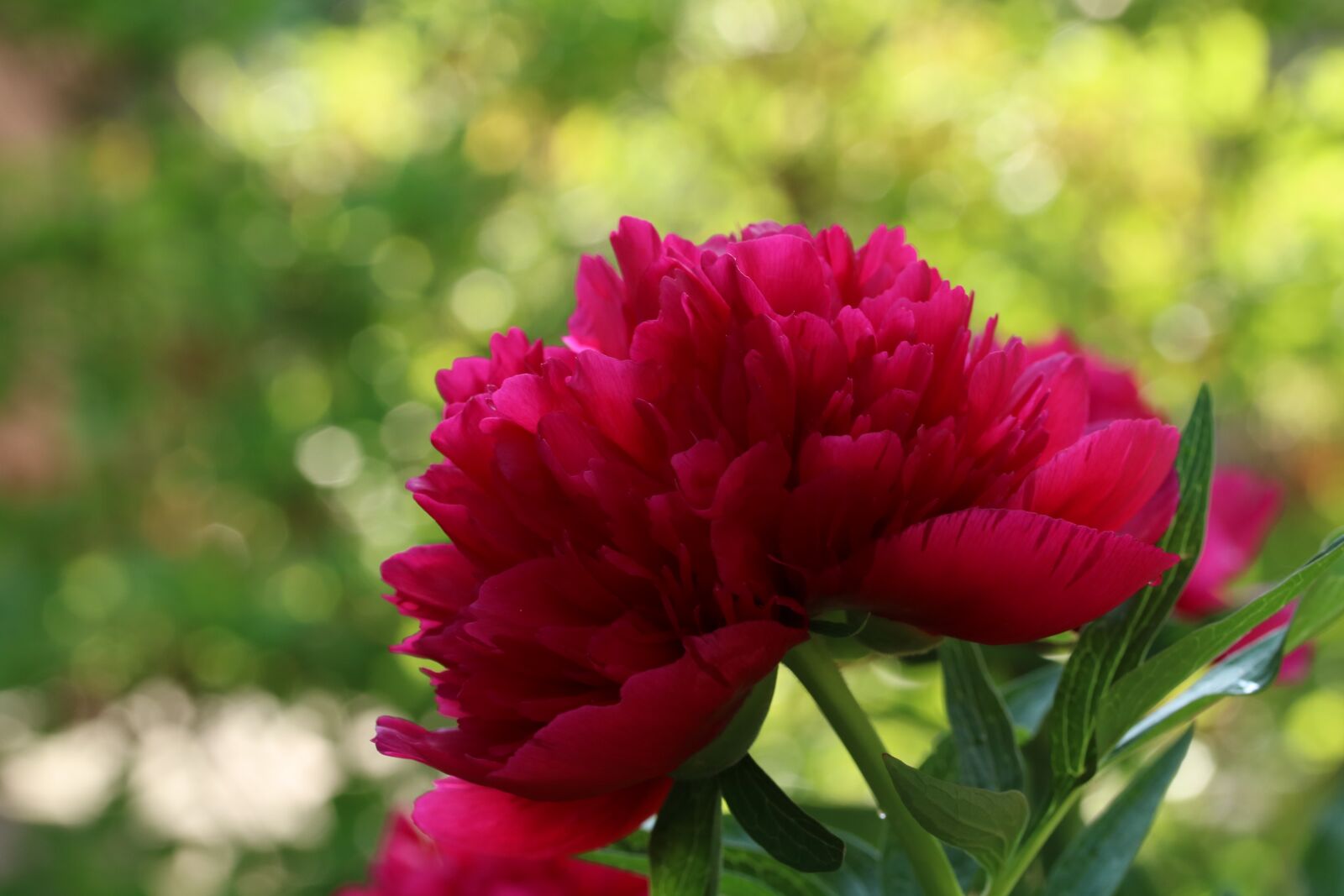 Canon EOS 750D (EOS Rebel T6i / EOS Kiss X8i) + Canon EF-S 60mm F2.8 Macro USM sample photo. Peony, flower, pink flower photography