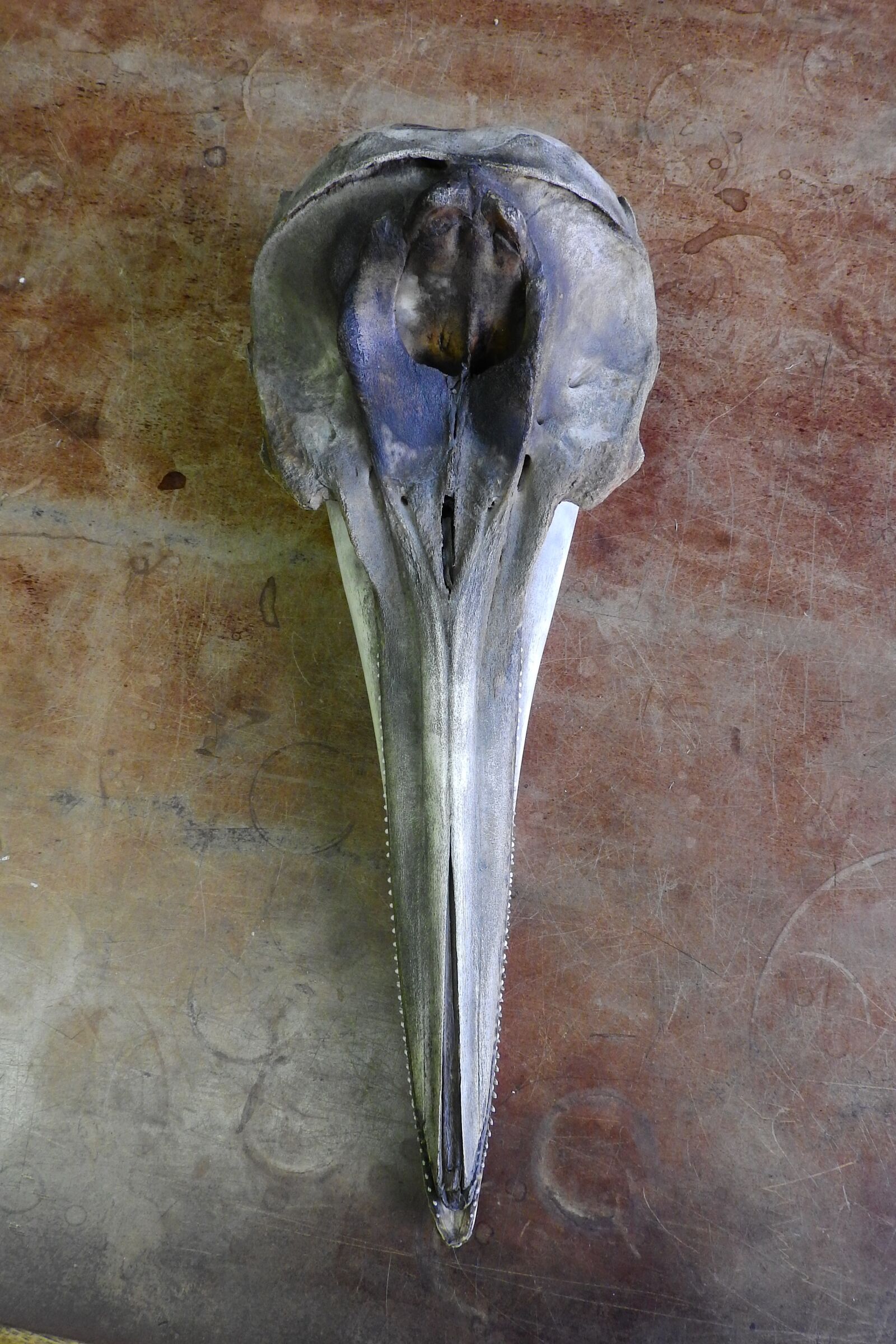 Nikon Coolpix P610 sample photo. Skull, dolphin, teeth photography