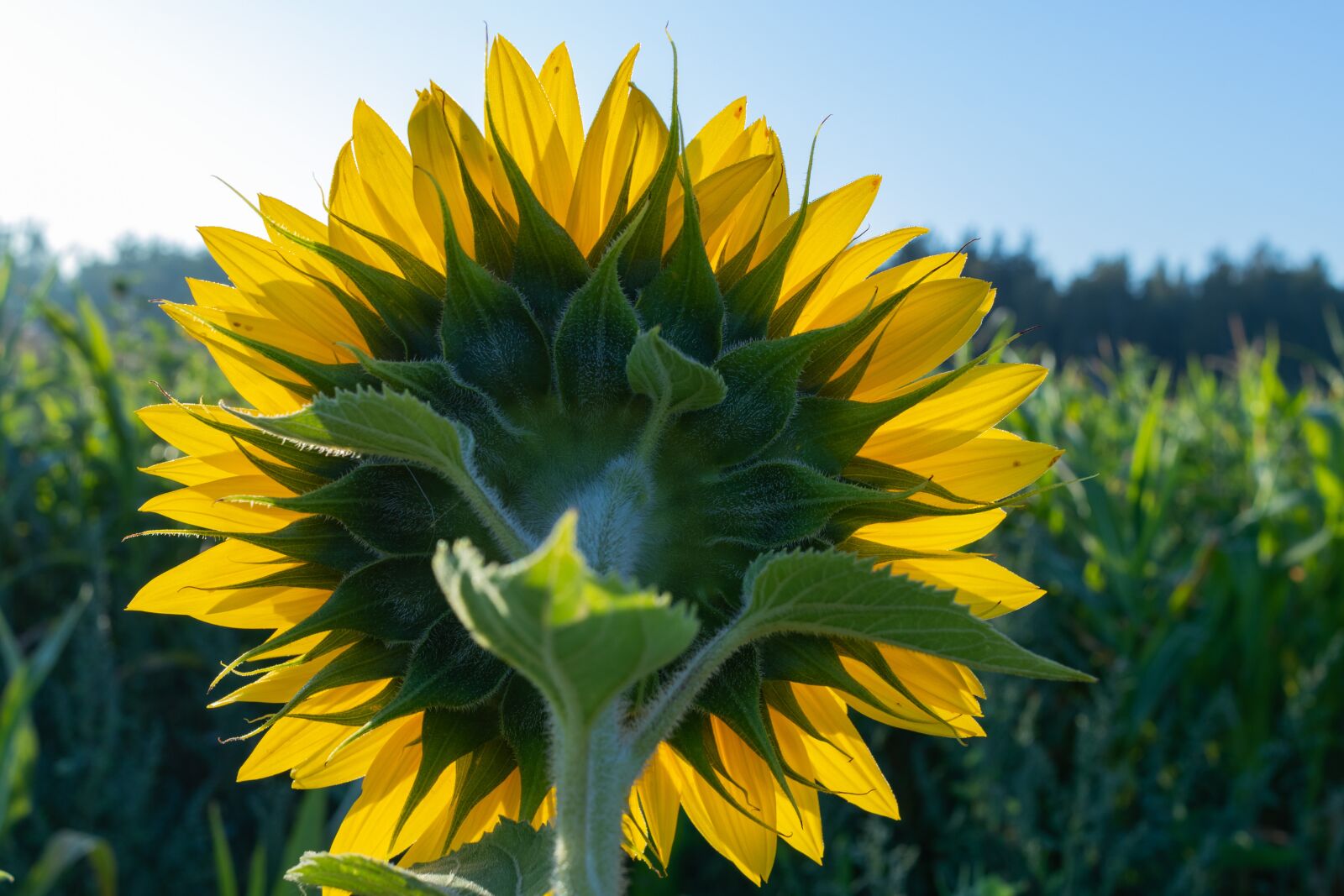 Canon EF-S 24mm F2.8 STM sample photo. Sunflower, flower, yellow photography